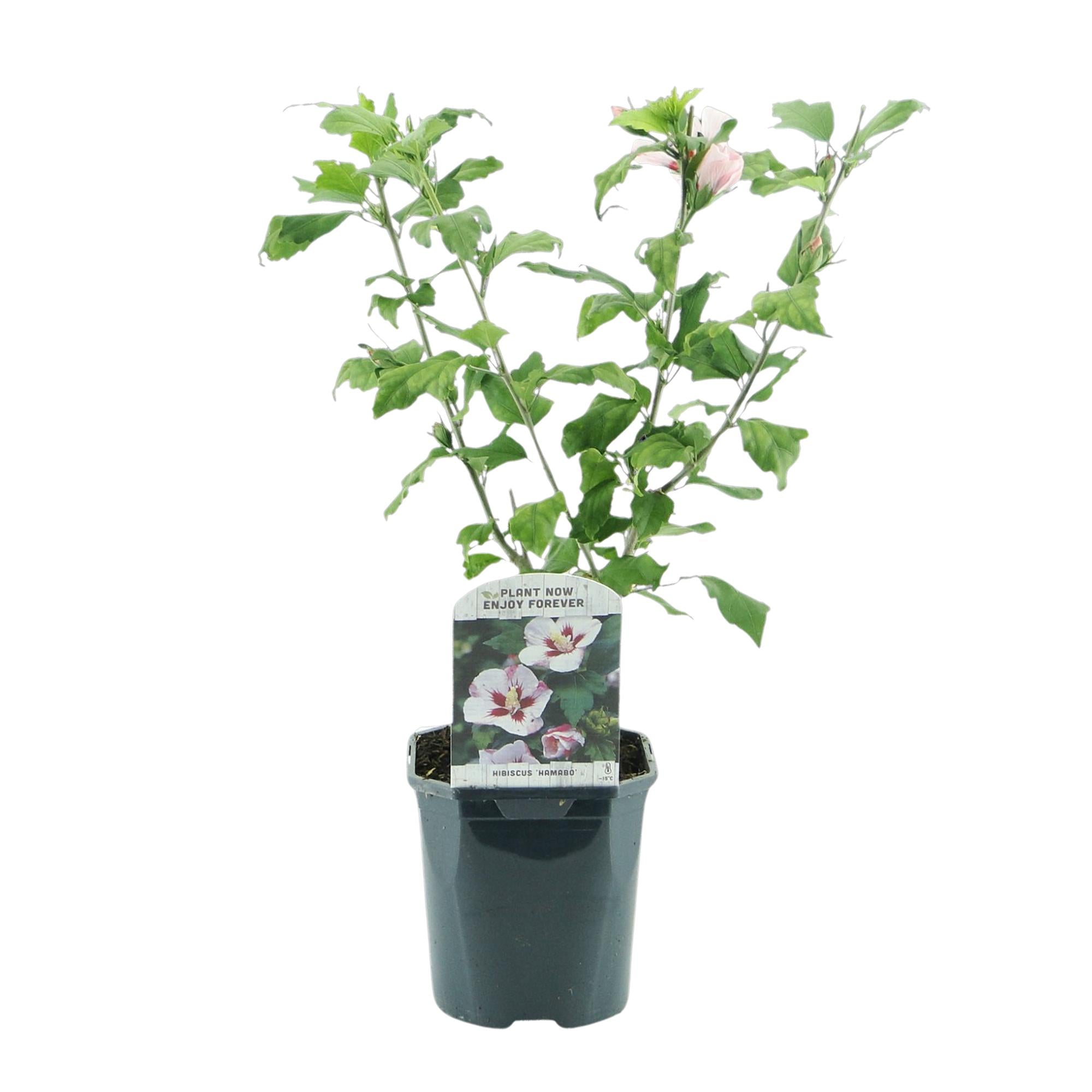 Hibiscus 'Hamabo' – deciduo, fioritura rosa chiaro, vaso da 17 cm, altezza 45 cm