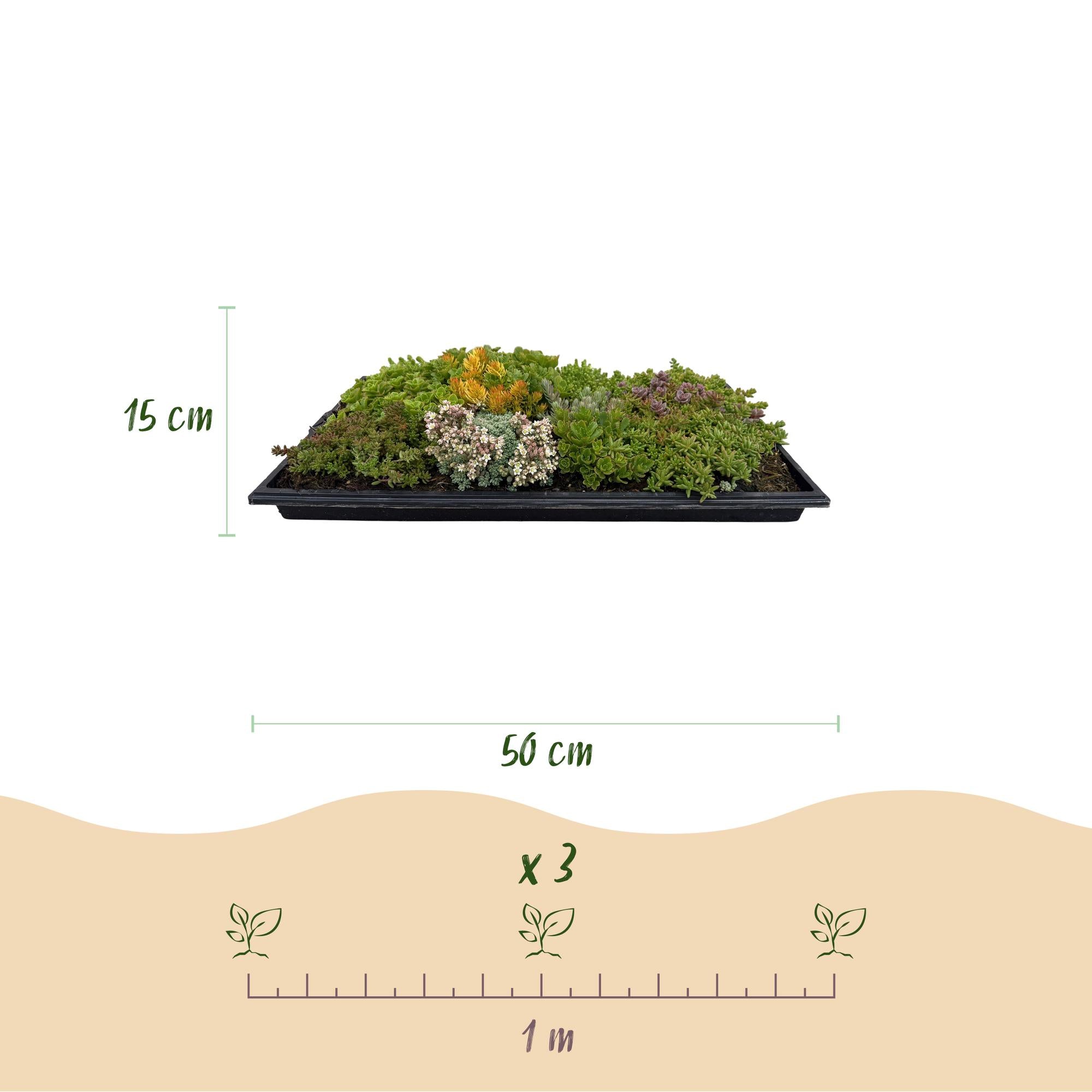 Tappeto tappezzante composto da 10 specie di Sedum – resistente all’inverno, 50 × 30 cm