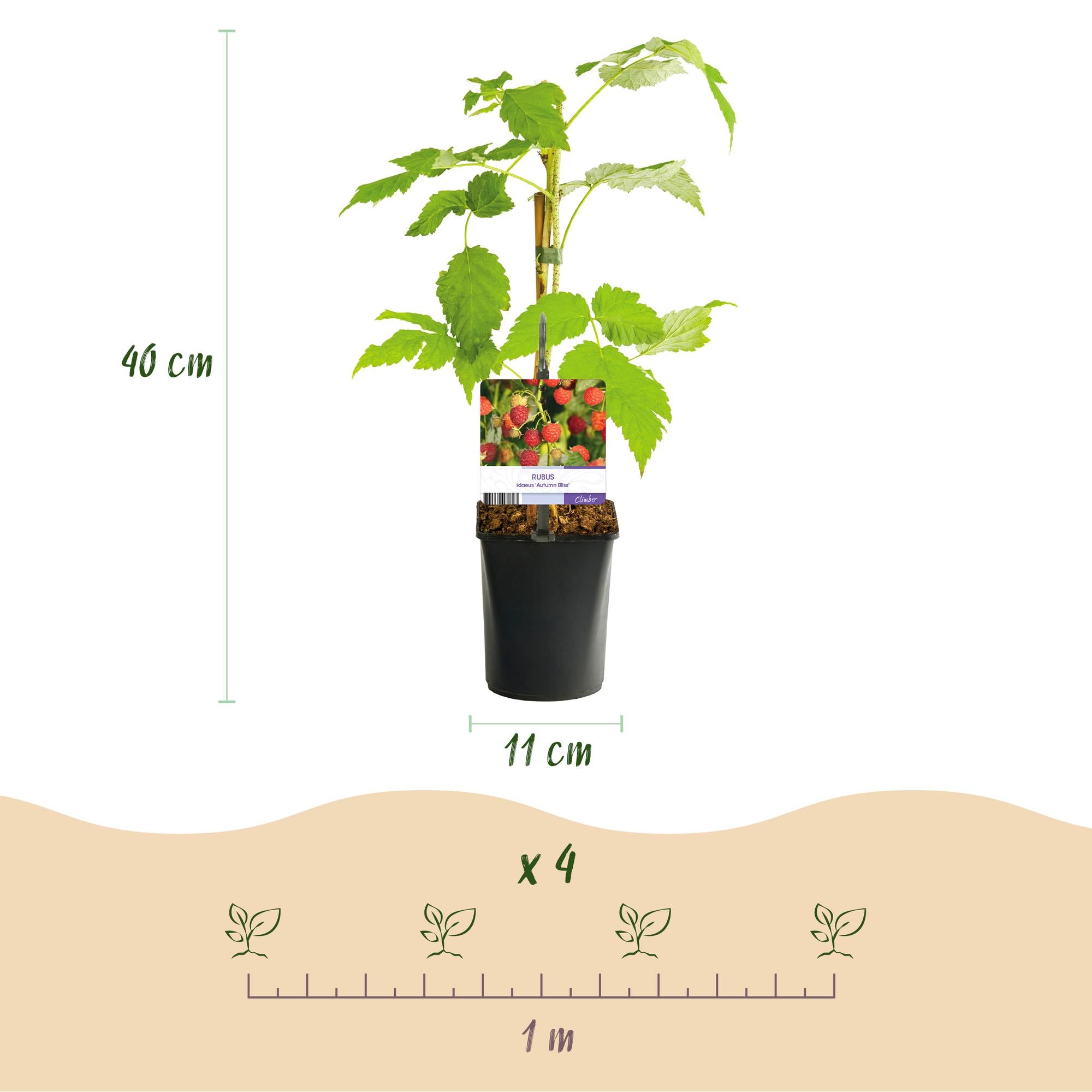 Red Raspberry “Autumn Bliss” – 2 strong plants in an 11 cm pot, approx. 40 cm