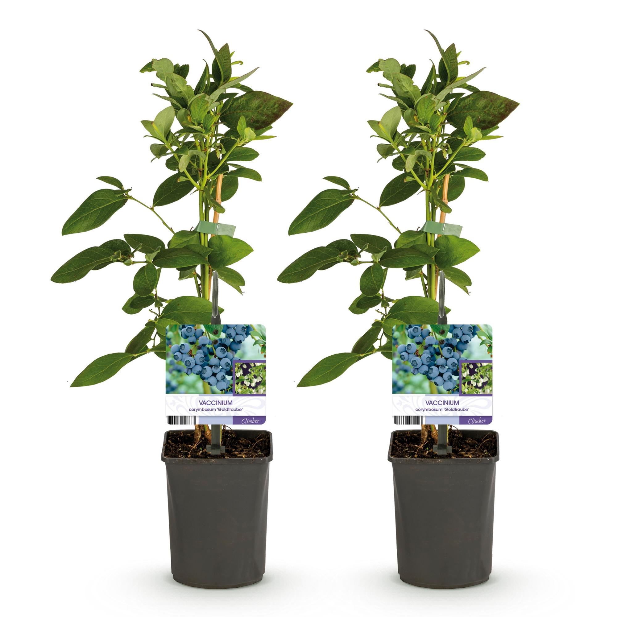 Blueberry bush 'Goldtraube' – thornless, 2 plants, each 40 cm tall, in an 11 cm pot