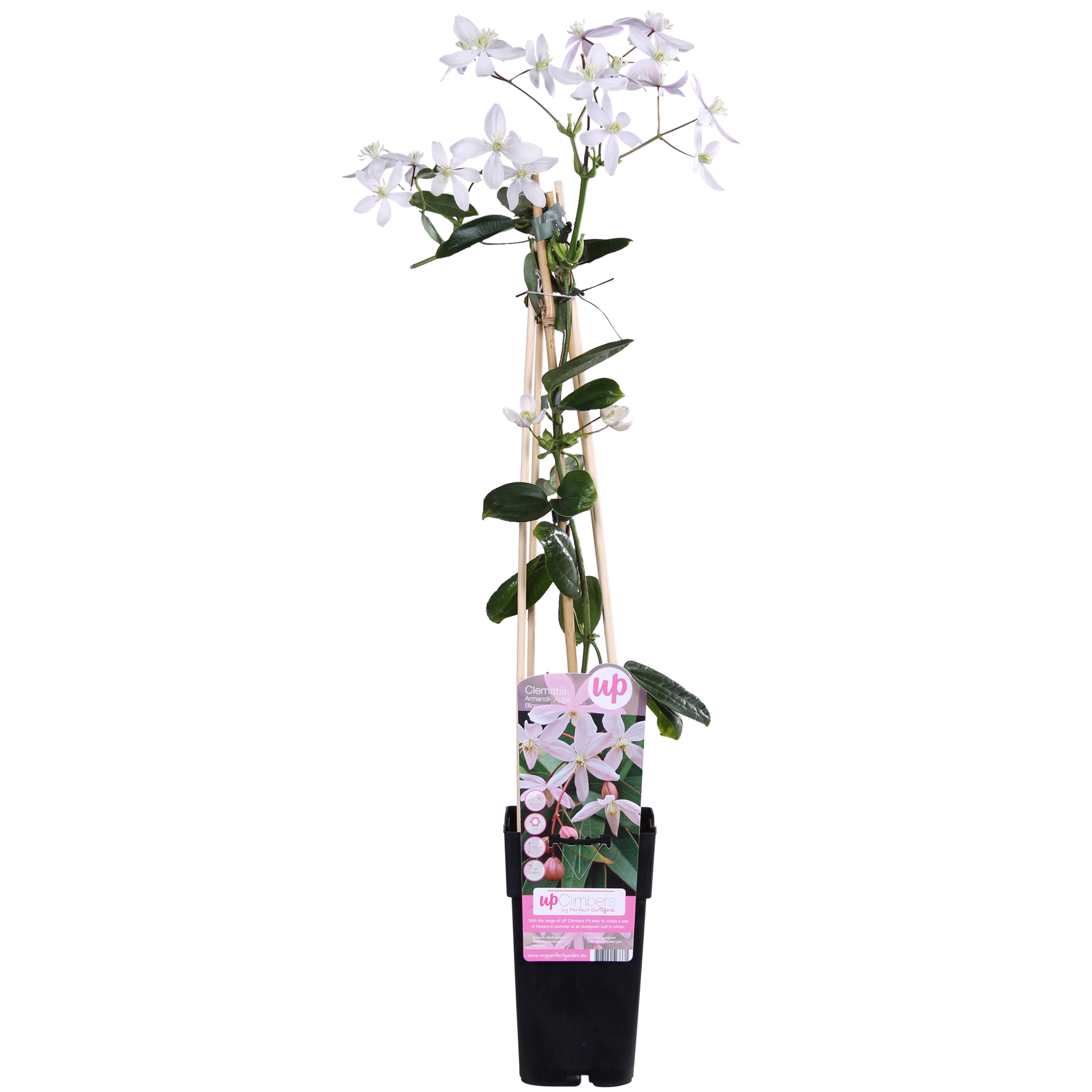 Clematis armandii ‘Apple Blossom’ – immergrüne, hellrosa Kletterpflanze, Topf 15 cm, Höhe 65 cm