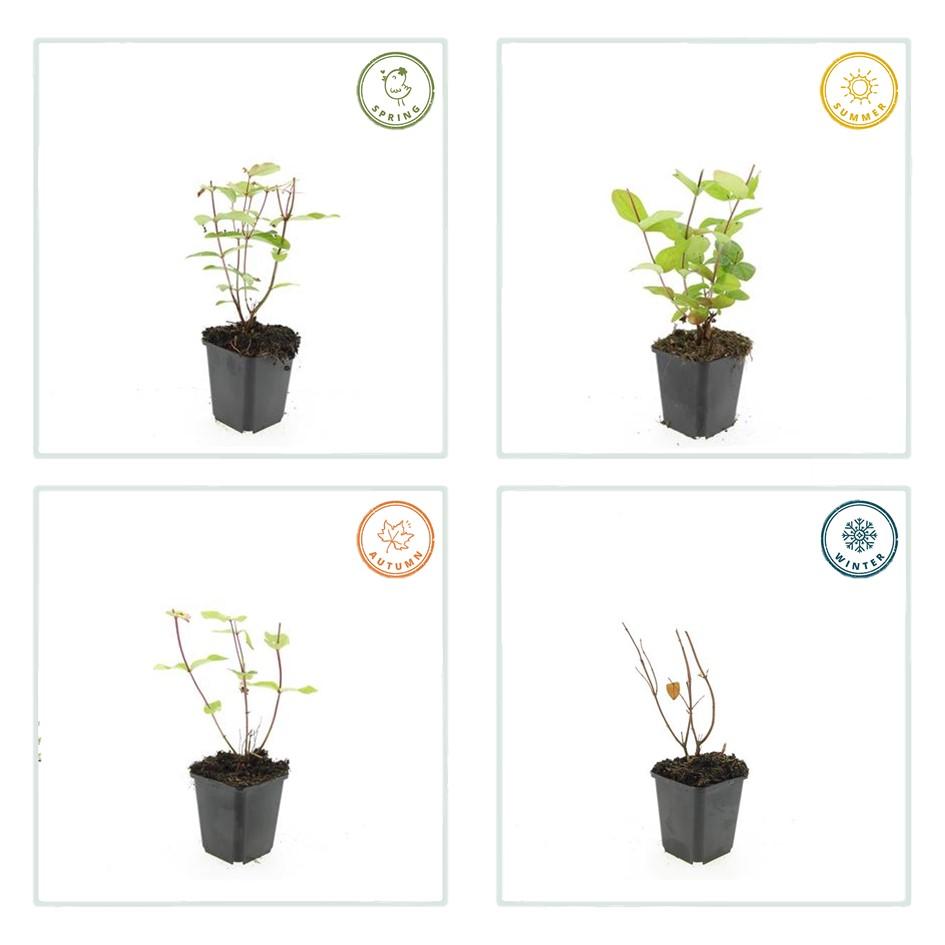 Johanniskraut ‘Beauty’ – Ziersträuchchen im 9-cm-Topf, 10–25 cm hoch