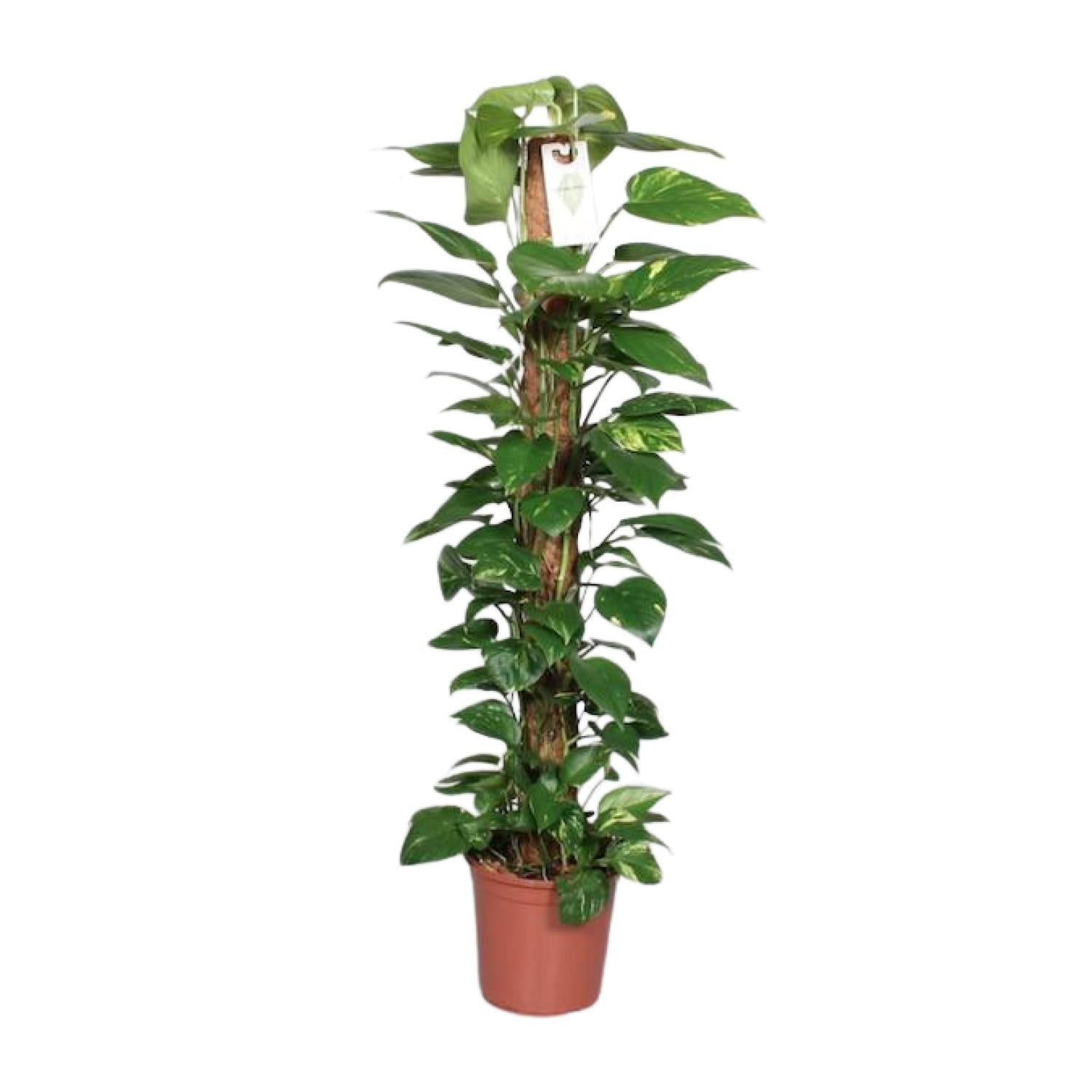Epipremnum Pinnatum – Efeutute am Moosstab - 60-120 cm