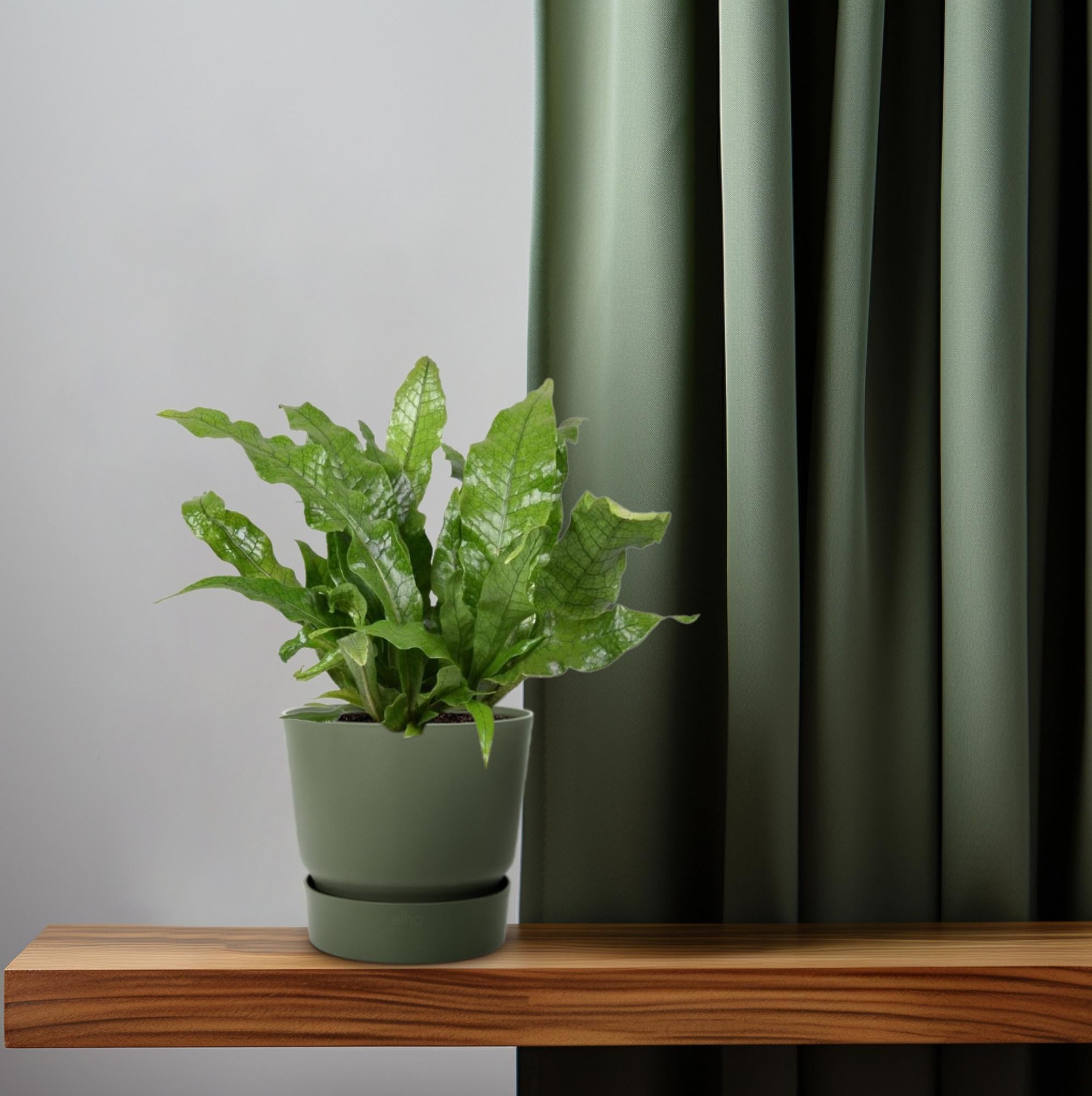 Microsorum Crocodyllus – Krokodilfarn - Ø12cm - ↕30cm