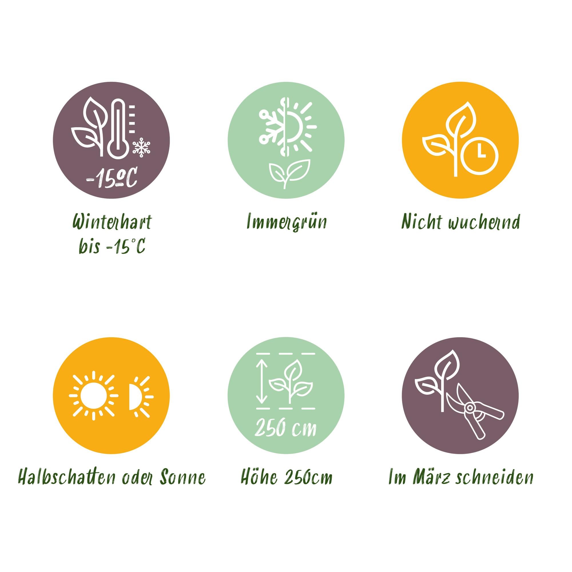 Fargesia ‘Black Dragon’ – horstbildender Bambus, 14 cm Topf, 35 cm hoch