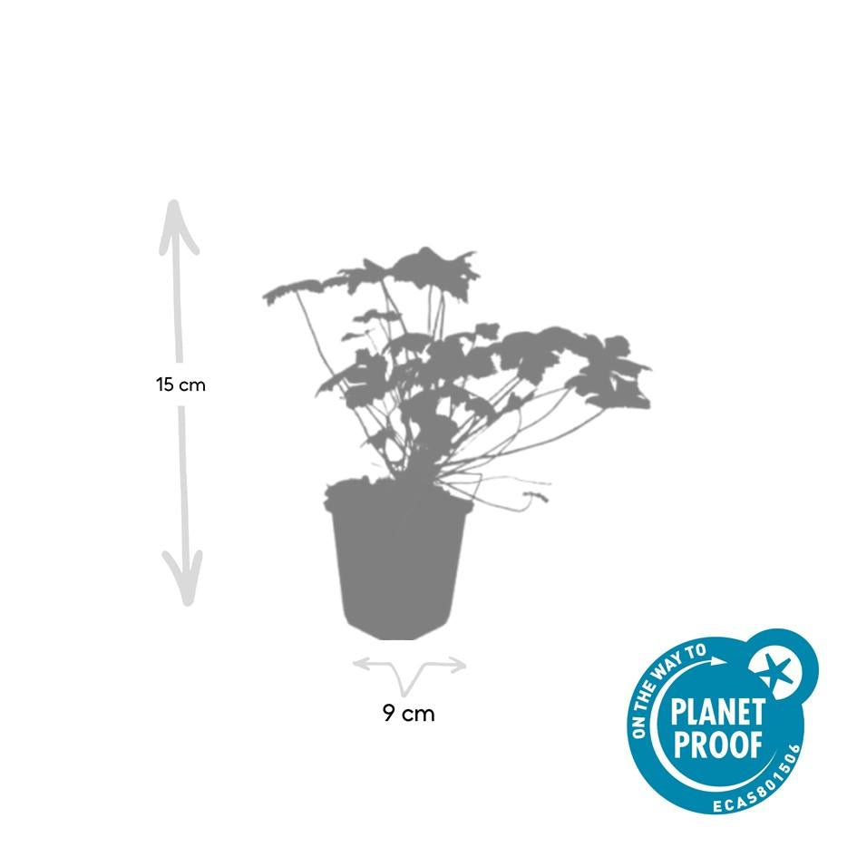 Geranium ‘Tiny Monster’ – kompakter Storchschnabel, 9 cm Topf, 10–25 cm