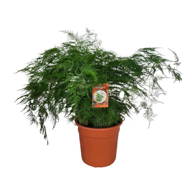 Asparagus Setaceus – Spargelfarn - 30-70 cm