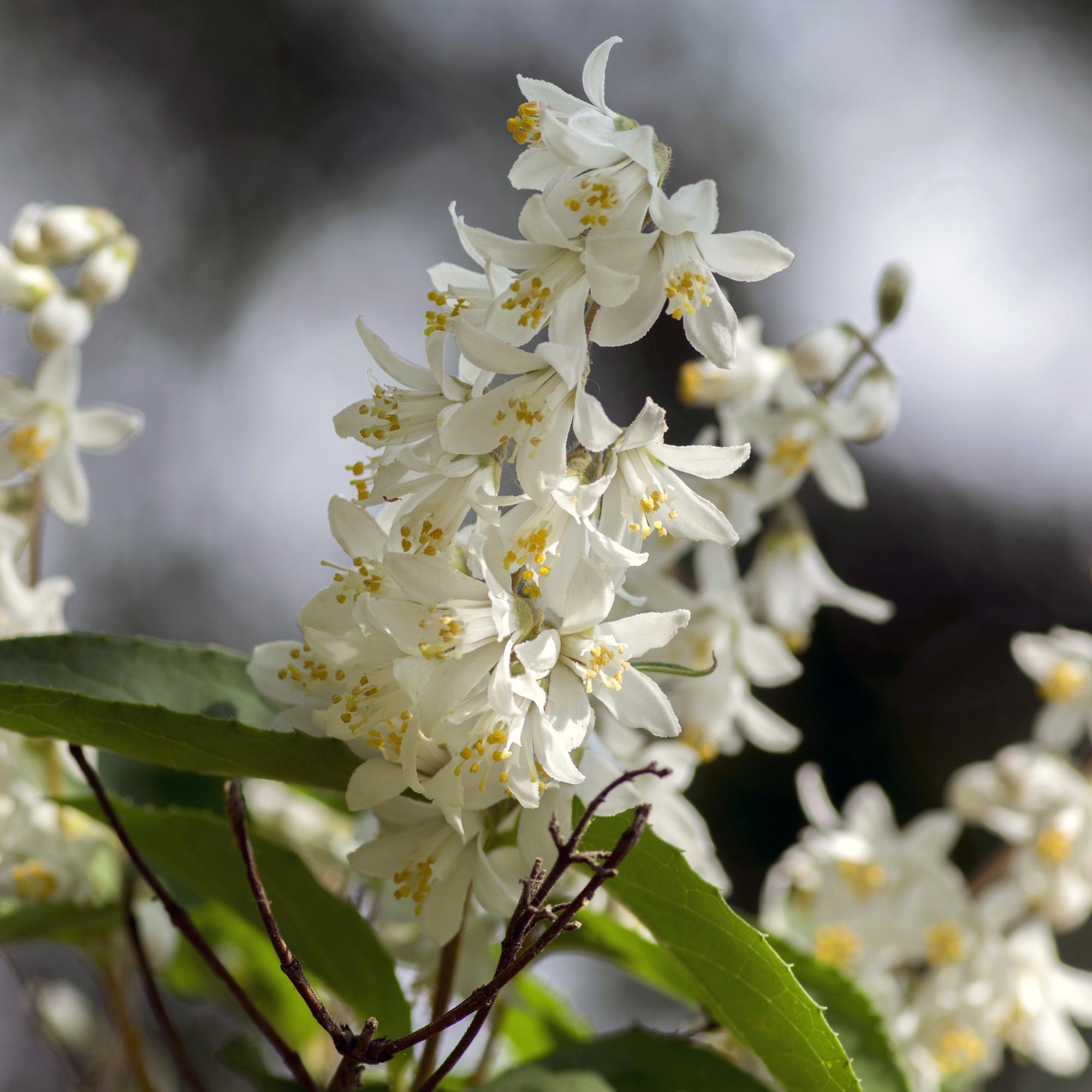 Θάμνος Mayflower (Deutzia gracilis) – λευκής ανθοφορίας, φυλλοβόλος, γλάστρα 17 cm, ύψος 45 cm