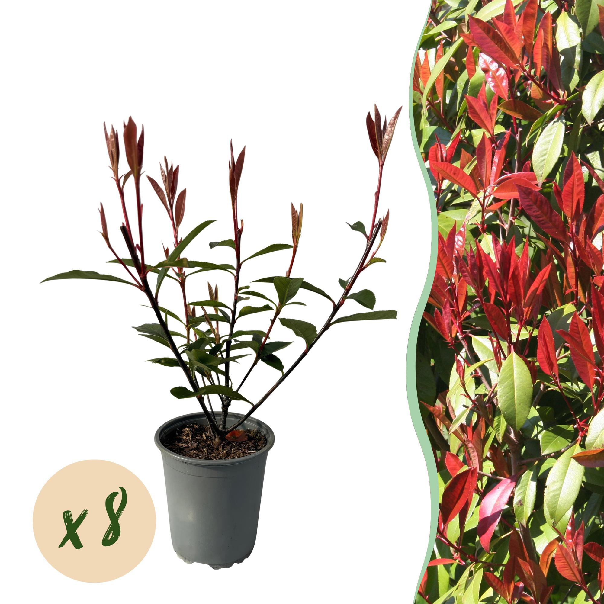 Photinia Fraseri 'Carré Rouge' – Red Photinia, 8 plants - 9 cm pot, 30–35 cm tall