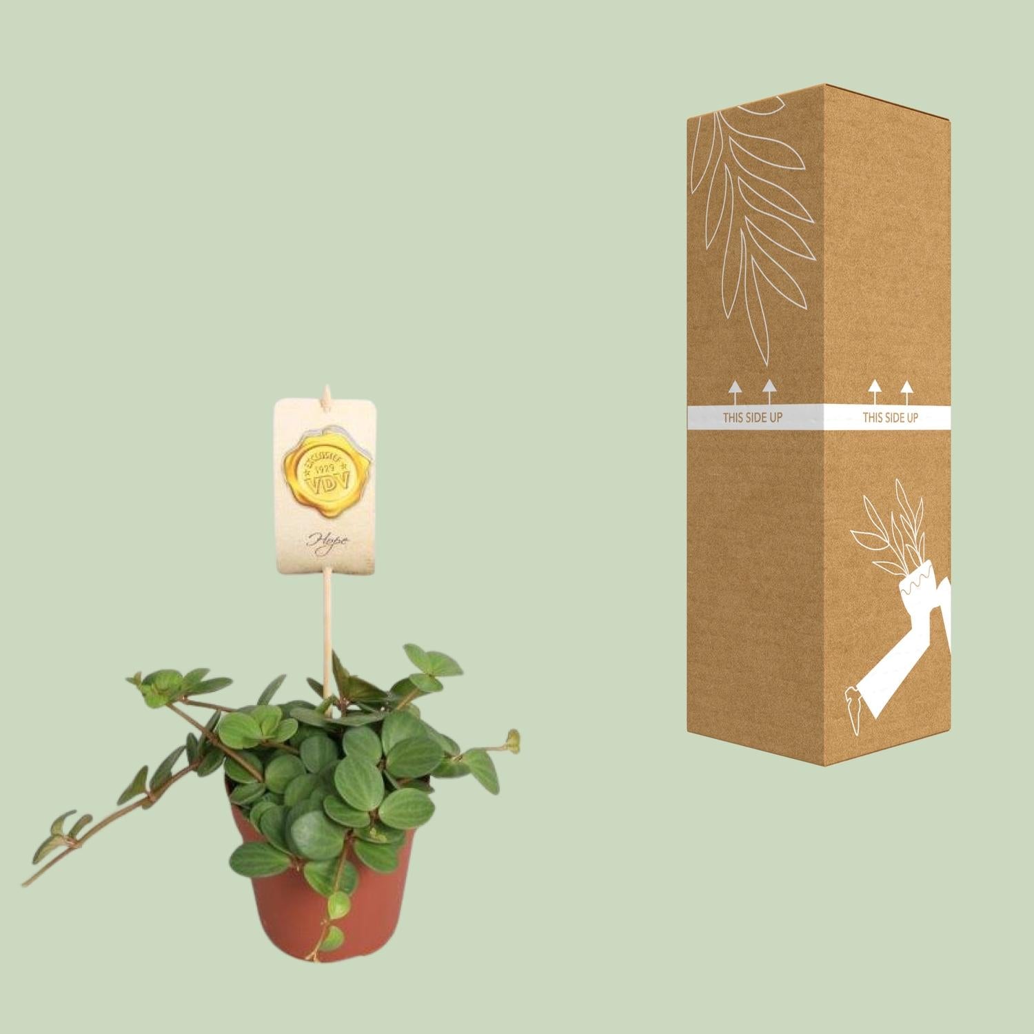 Peperomia ‘Hope’ – Peperomie - 12cm Topf, 15cm hoch