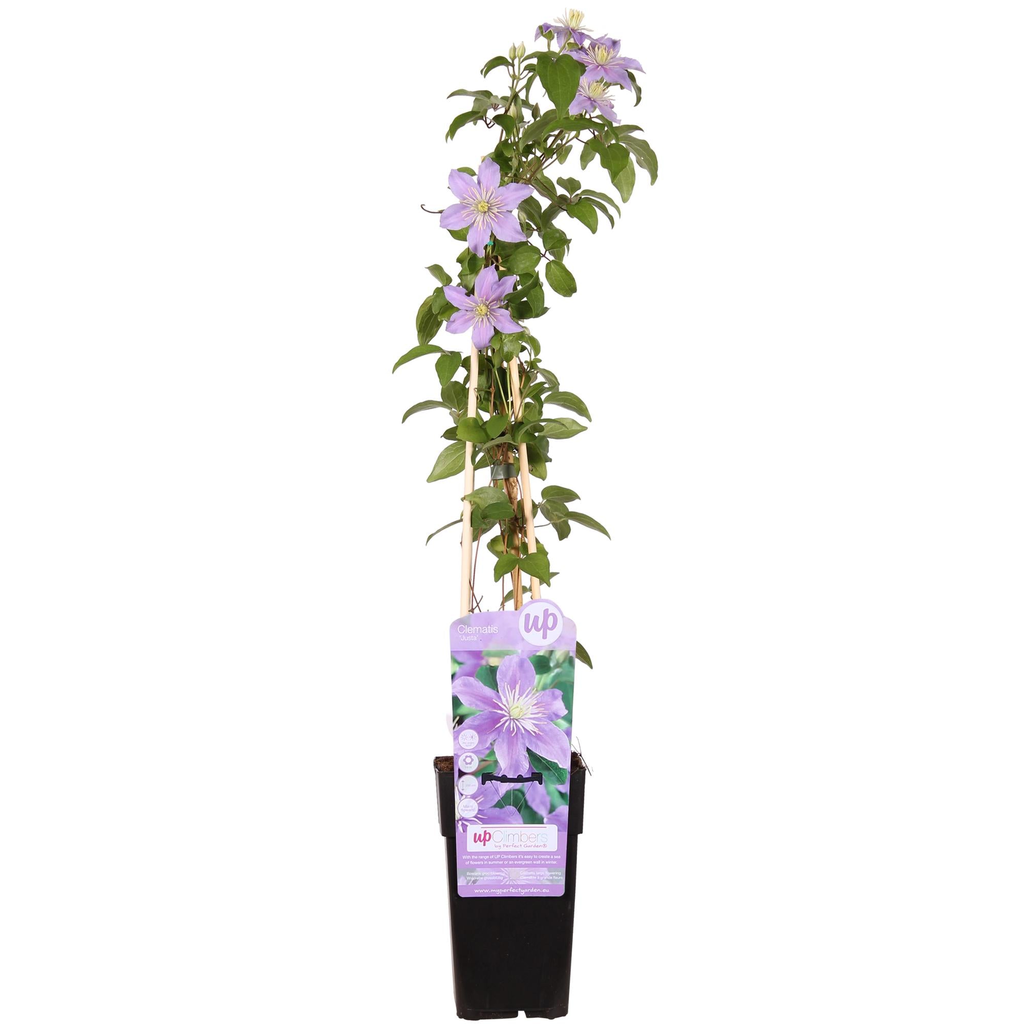 Clematis ‘Justa’ – zartviolette Blüten, 15 cm Topf, 65 cm Höhe