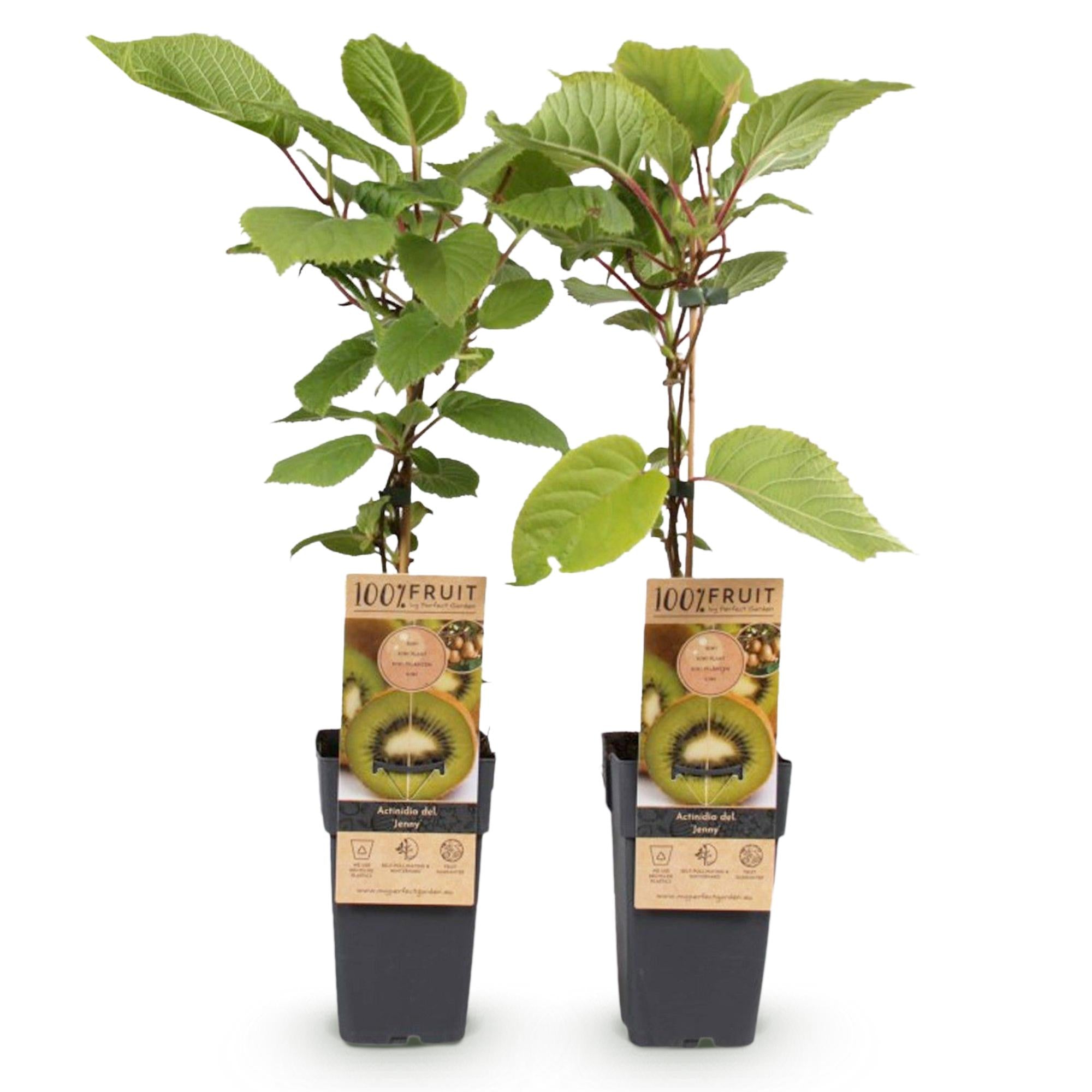 Grüne Kiwi „Jenny“ – Actinidia deliciosa, 2 Pflanzen im 15 cm-Topf (Höhe ca. 50 cm)