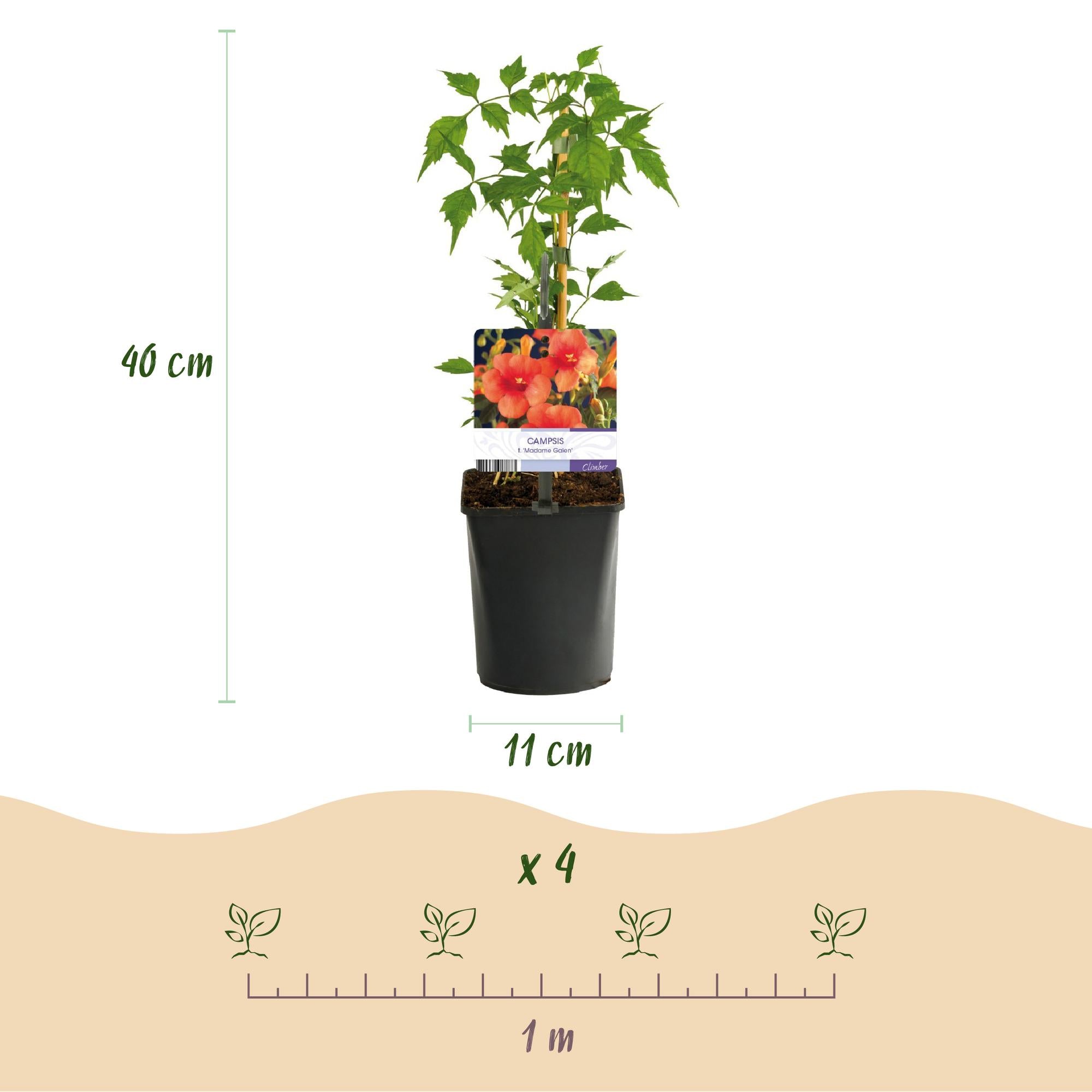 Campsis radicans 'Madame Galen' – Trombetta, fioritura arancione, 2 piante, vaso da 11 cm, altezza 40 cm
