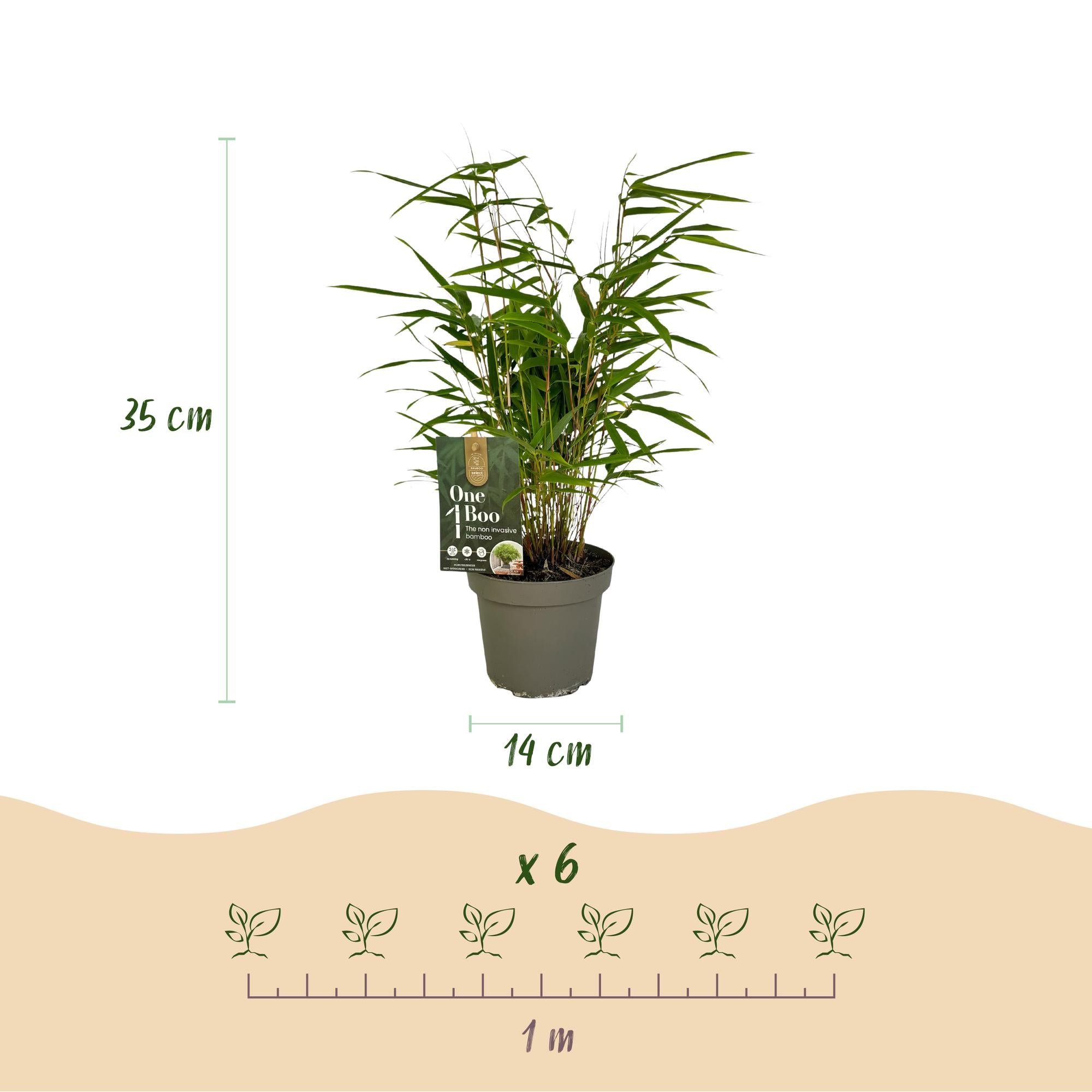 Fargesia rufa – Bamboo, green, evergreen, in a 14 cm pot, 35 cm tall