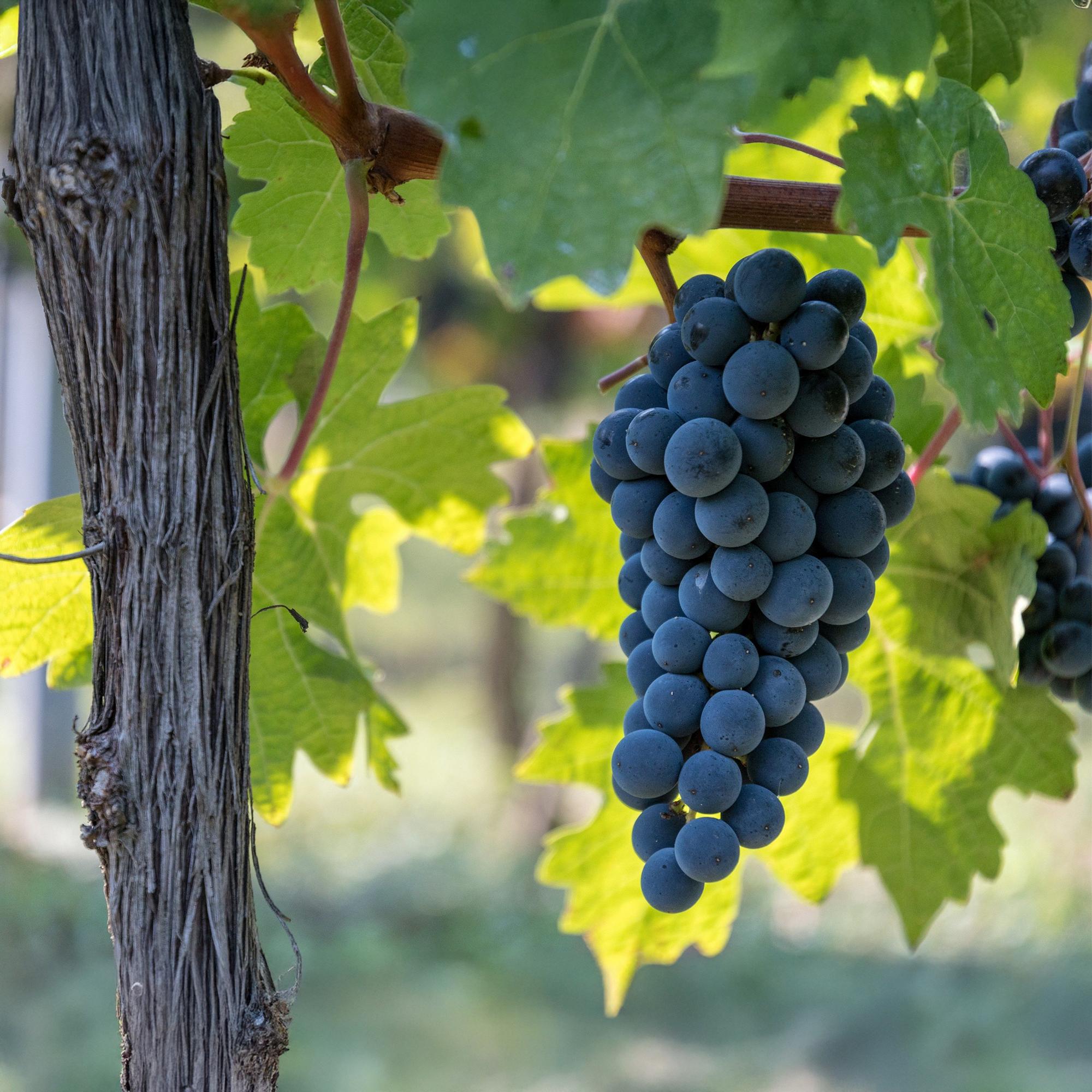 Μπλε σταφύλι 'Boskoop Glory' – Σετ 2 τεμαχίων, γλάστρα 15 cm, ύψος 50 cm