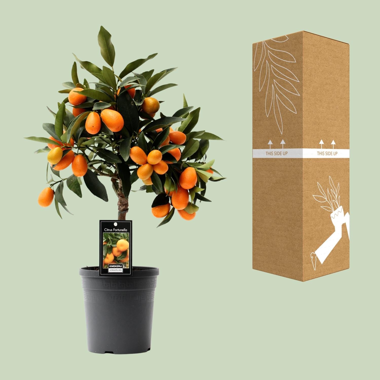 Kumquat agli agrumi - vaso da 16 cm, alto 45 cm