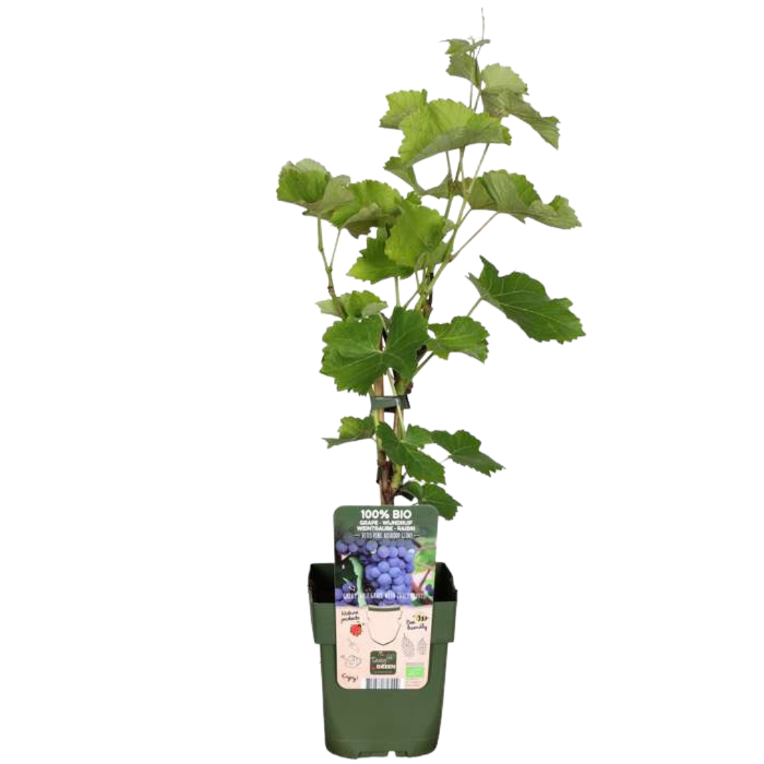 Organic grapevine – 13 cm pot, 20 cm height