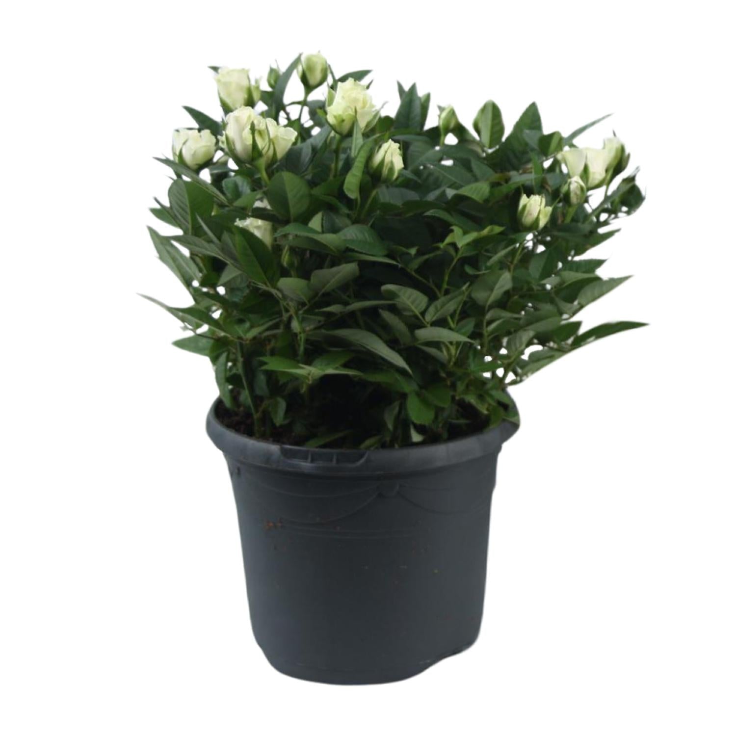 Beetrose ‘Jewel Patio White’ – weiße Zwergrose, 17 cm Topf, 30 cm hoch