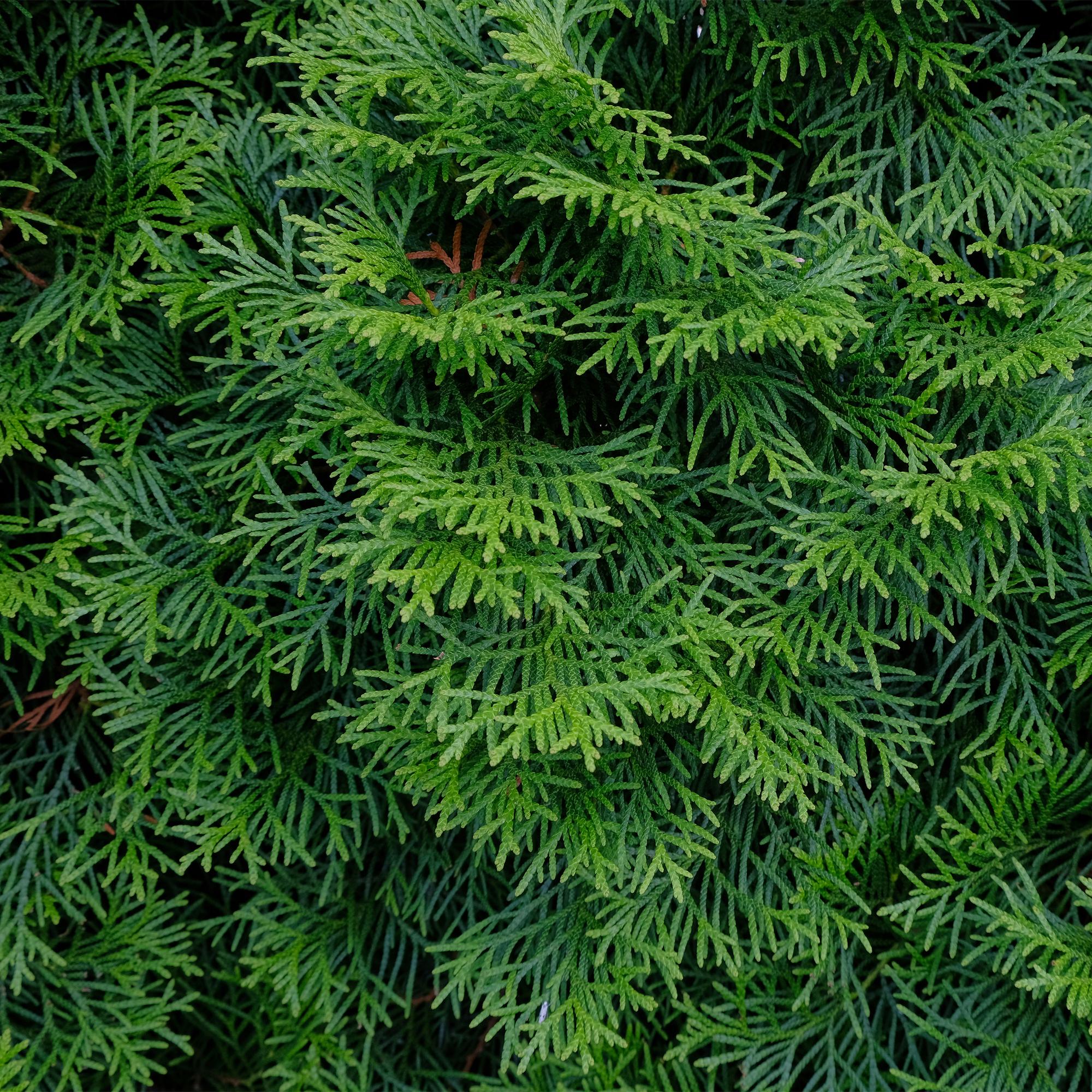 Thuja 'Smaragd' – immergrüne Heckenpflanze, 6 Pflanzen pro Meter, 17-cm Topf, 60 cm Höhe