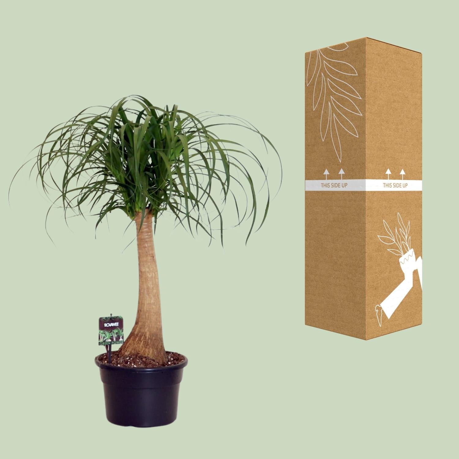 Beaucarnea Nolina – Elefantenfuß - 60-80 cm