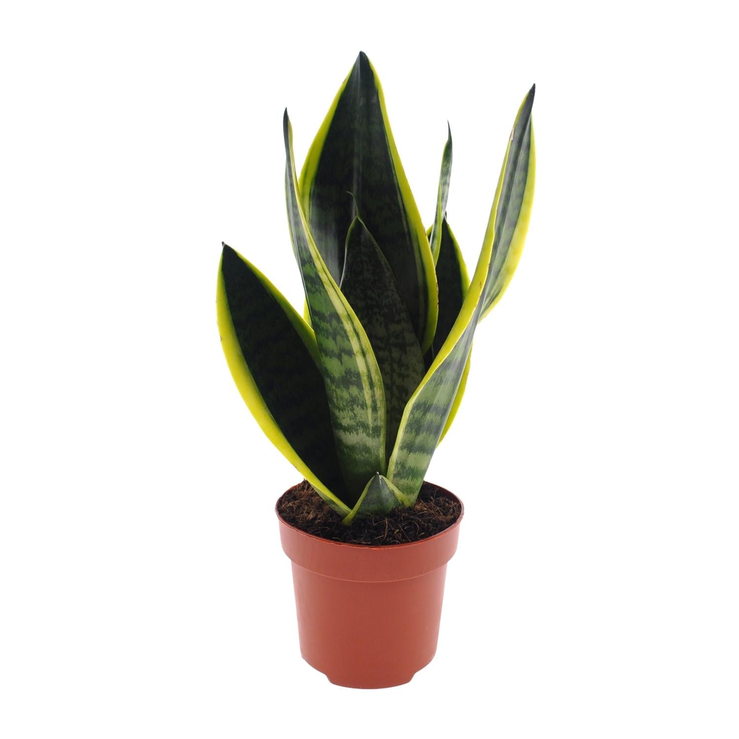 Sansevieria Futura 'Superba' – Bogenhanf - 30-45 cm