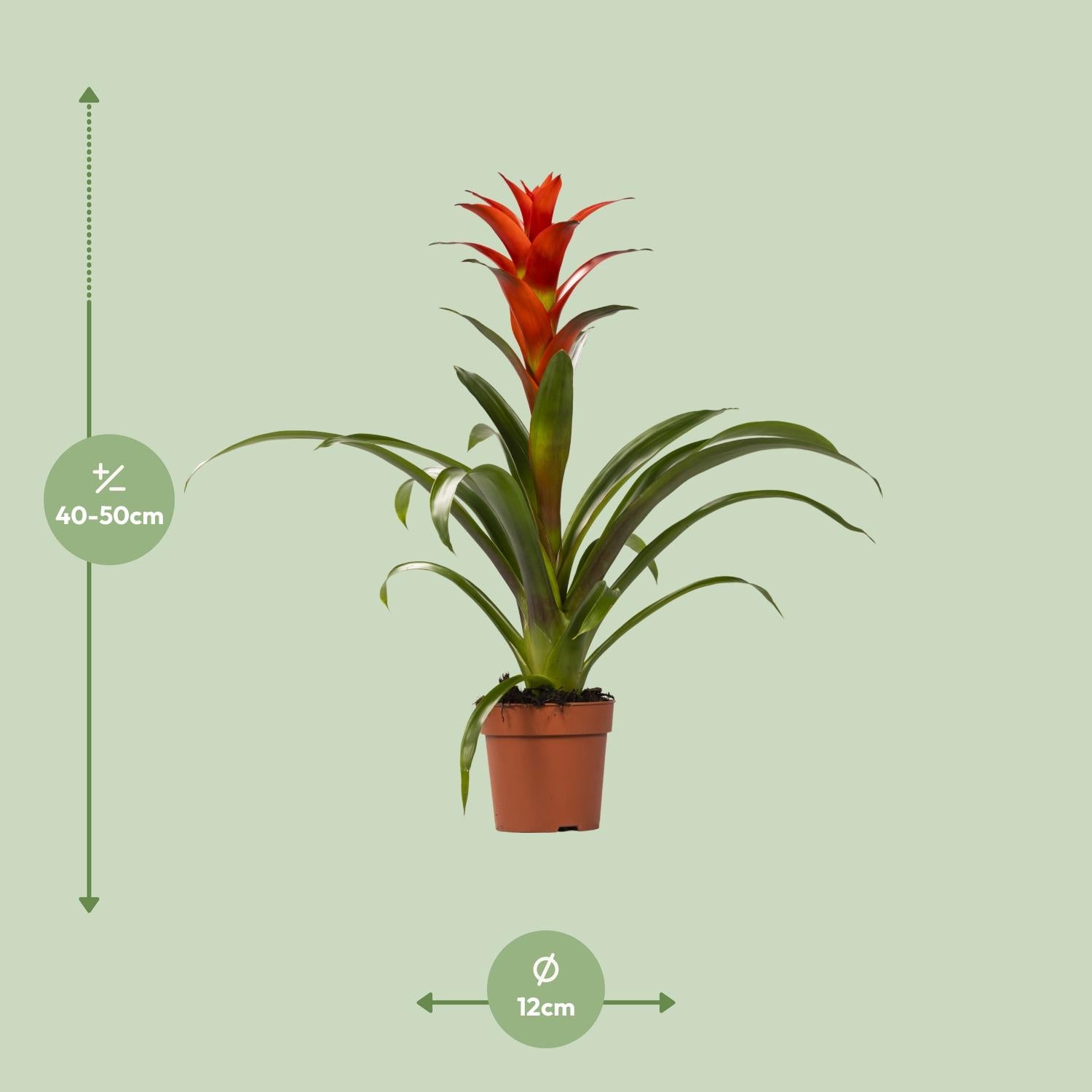 Guzmania – Bromelie - verschiedene Farben - Ø12cm - ↕40-50cm