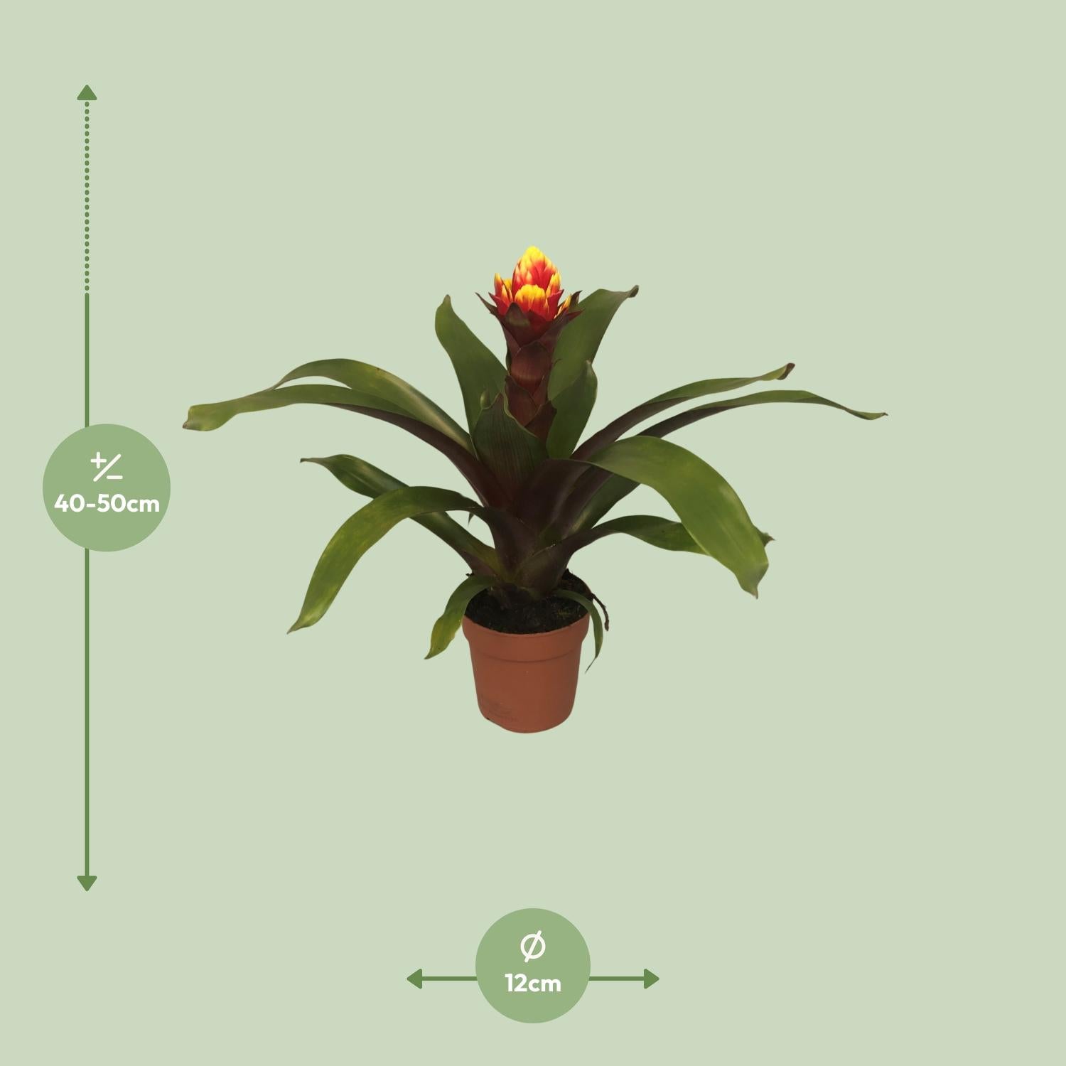 Guzmania – Bromelie - verschiedene Farben - Ø12cm - ↕40-50cm
