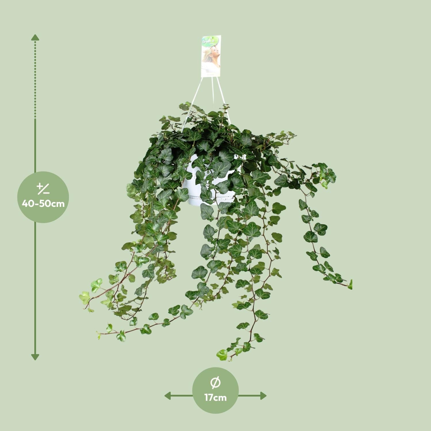 Hedera ‘Wonder Green’ – Efeu - 50-70 cm