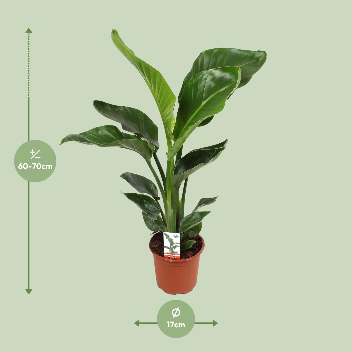 Strelitzia Nicolai – White Bird of Paradise Flower - 60-170 cm