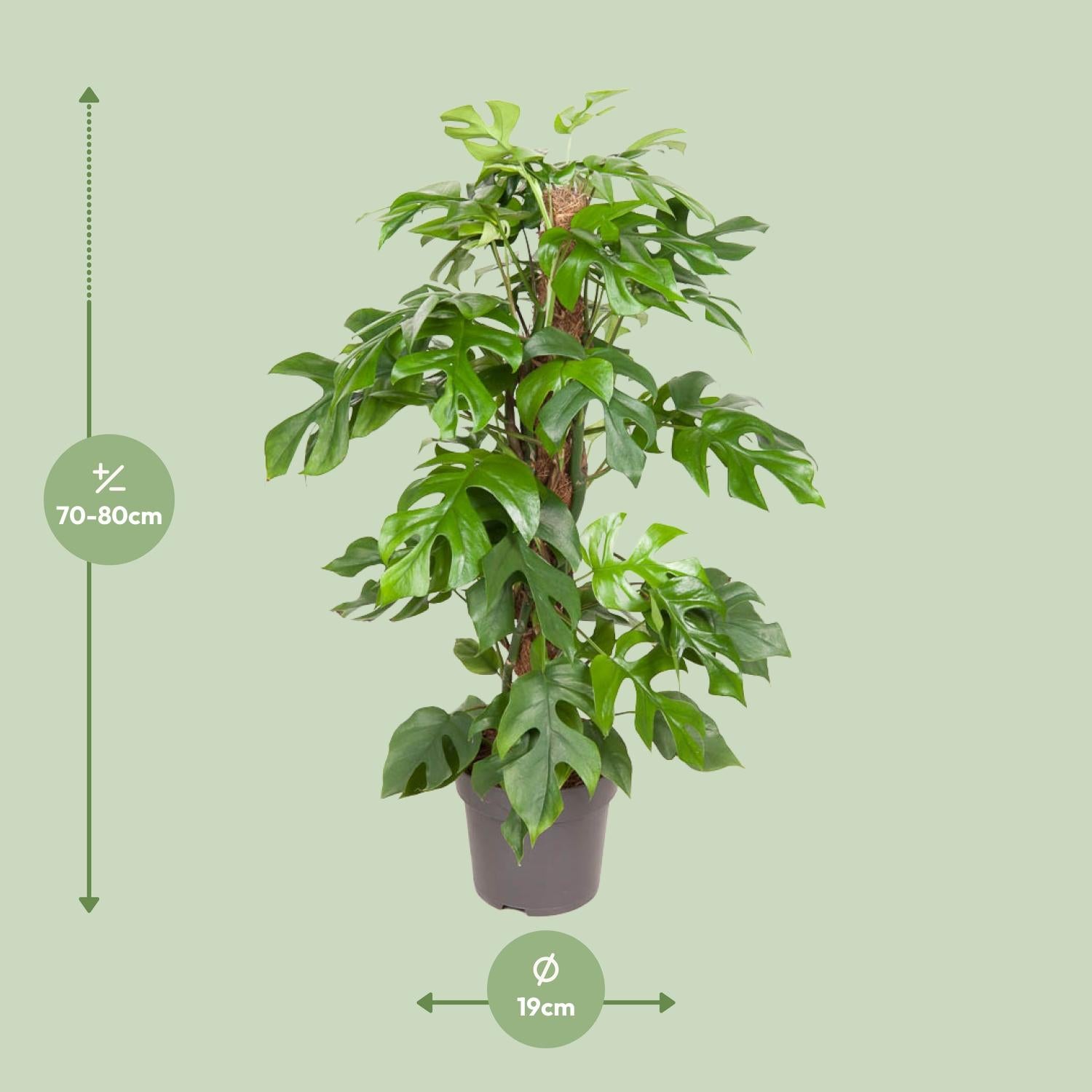 Monstera Minima – Zwerg-Fensterblatt - 25-80 cm