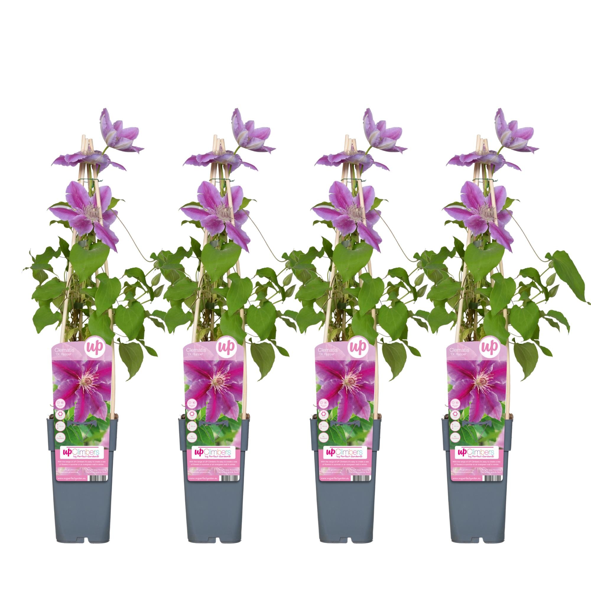 Clematis ‘Dr. Ruppel’ – sommerblühende Kletterpflanze, 15 cm Topf, 65 cm hoch