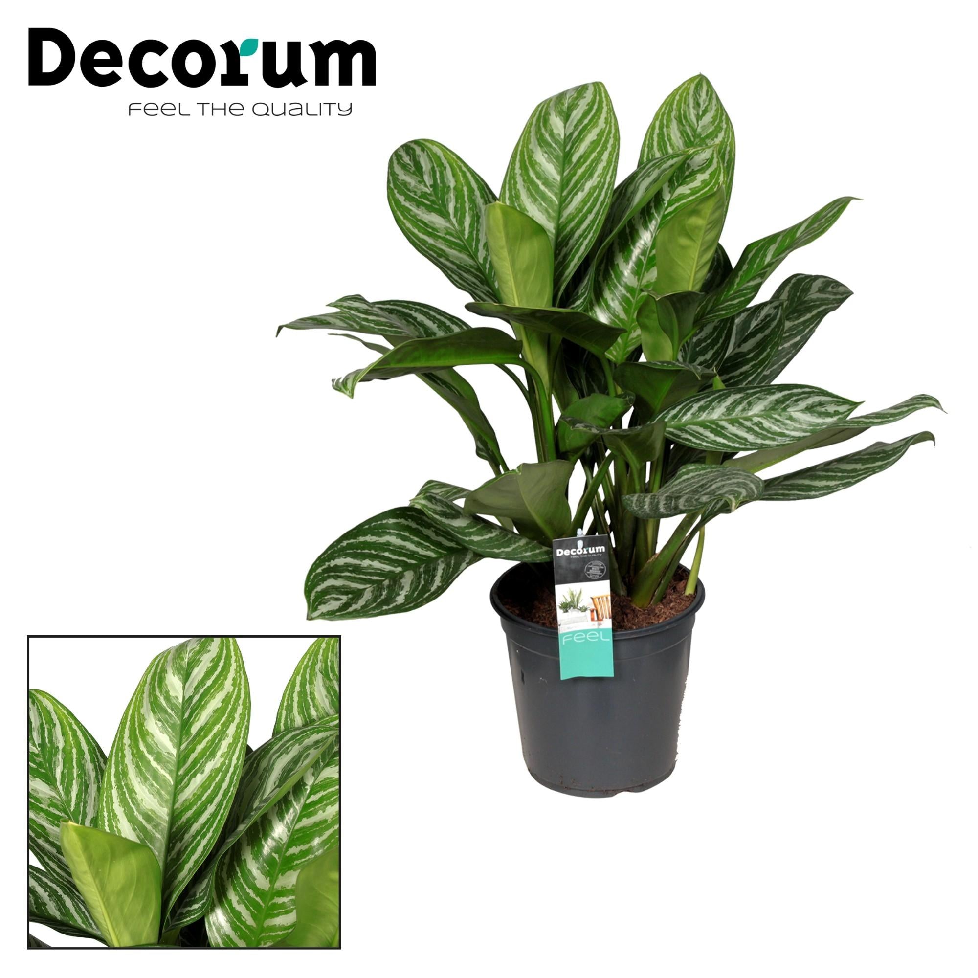 Aglaonema – Kolbenfaden - verschieden Farben - 40-80 cm