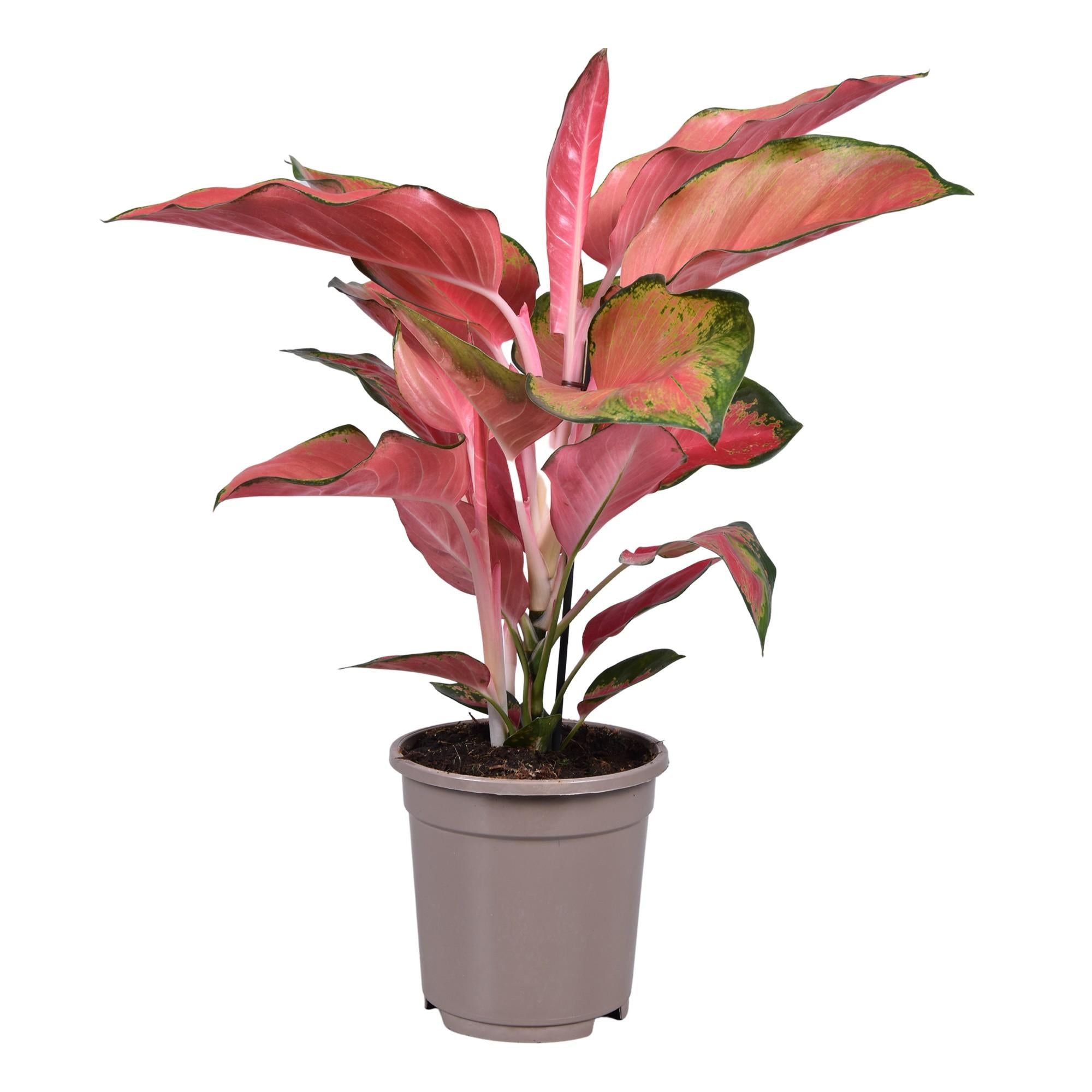 Aglaonema – Kolbenfaden - verschieden Farben - 40-80 cm