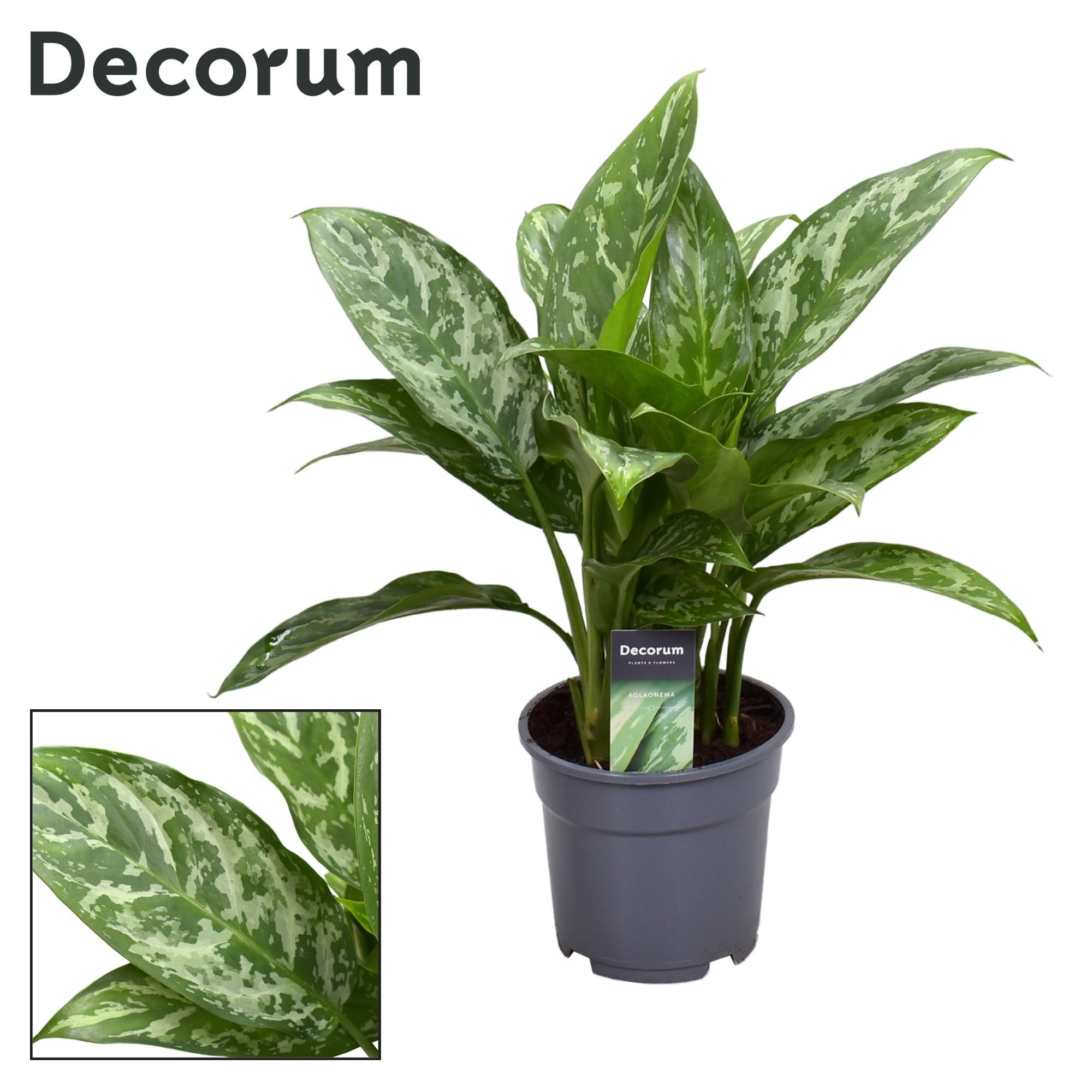 Aglaonema – Kolbenfaden - verschieden Farben - 40-80 cm