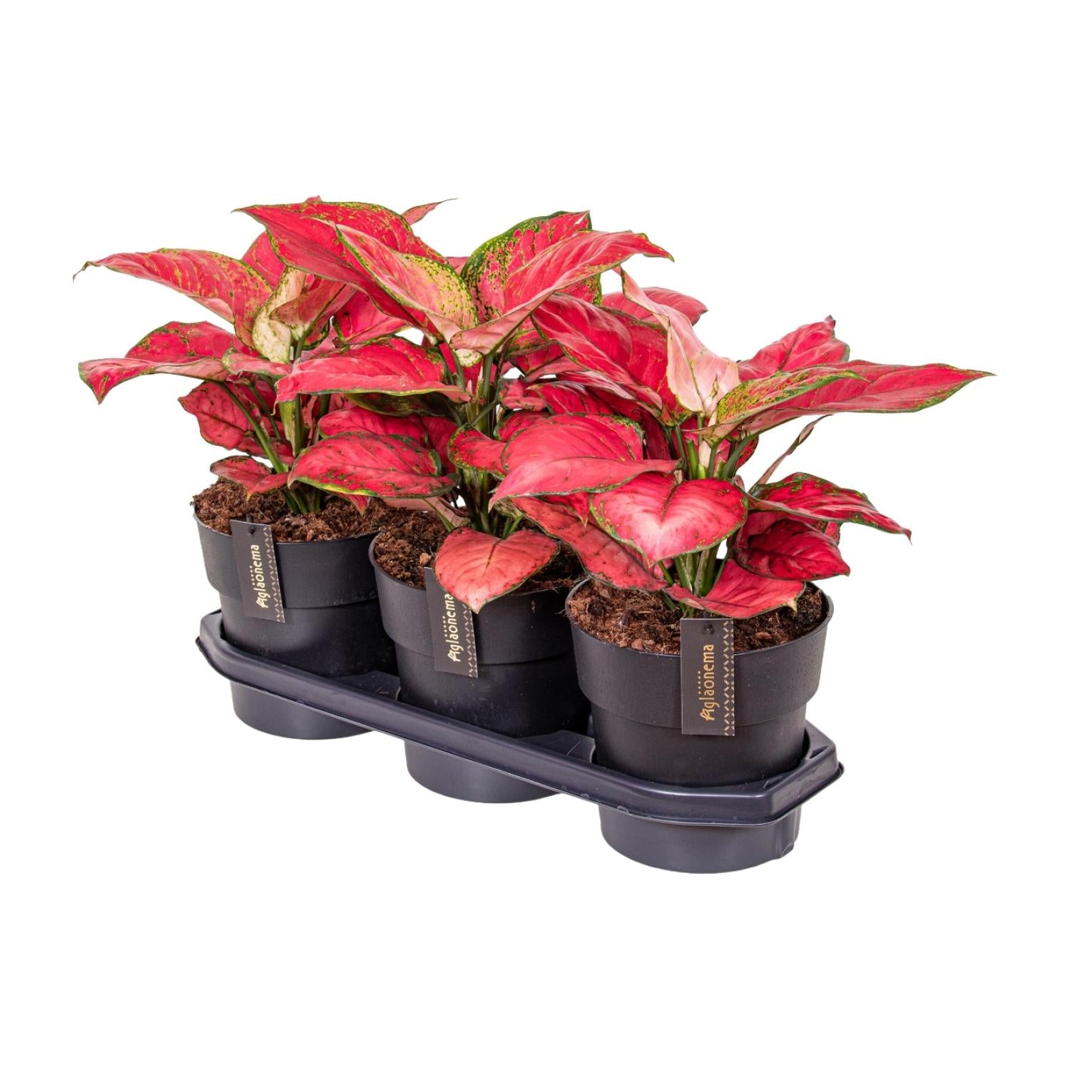Aglaonema – Kolbenfaden - verschieden Farben - 40-80 cm