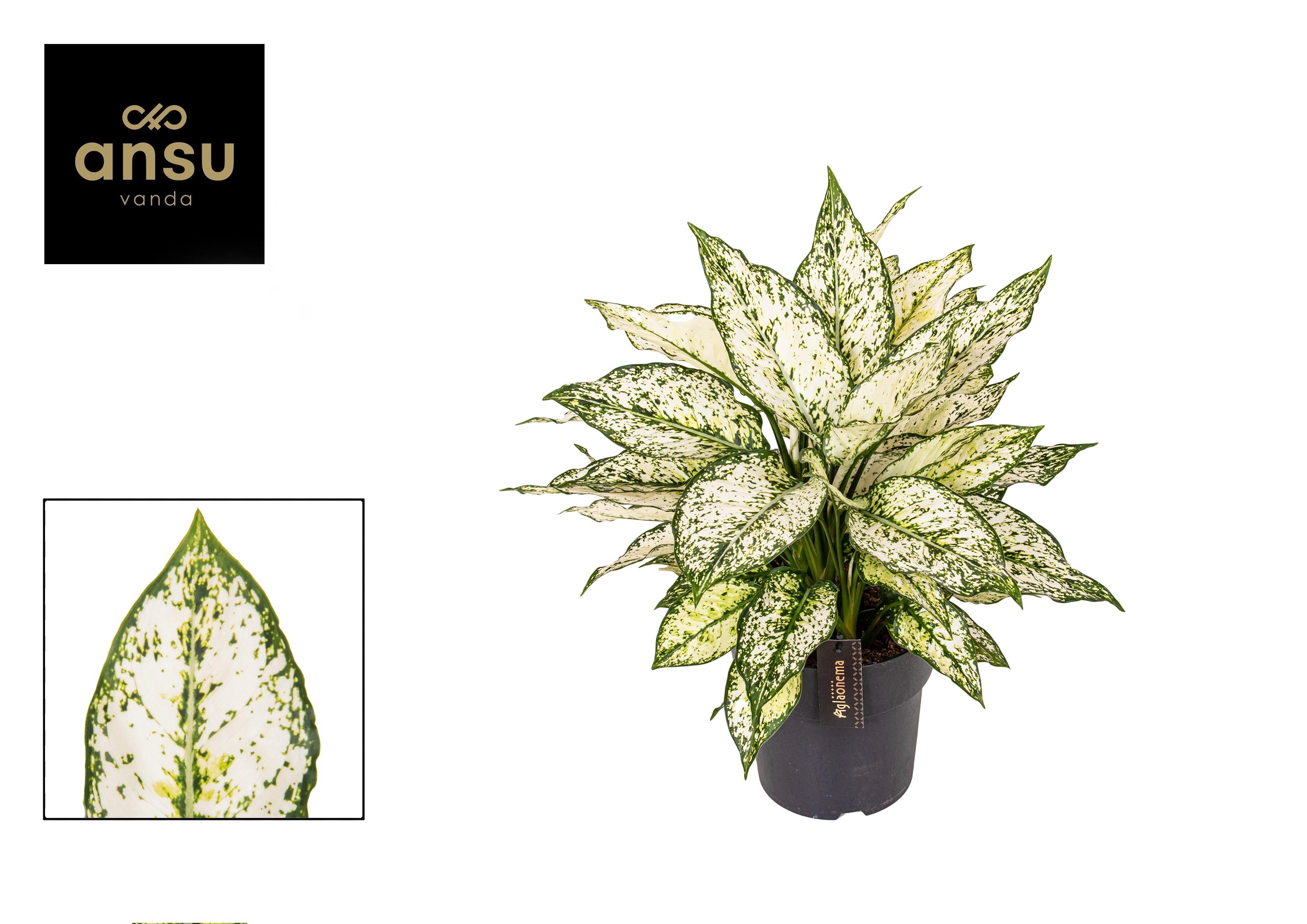 Aglaonema – Kolbenfaden - verschieden Farben - 40-80 cm