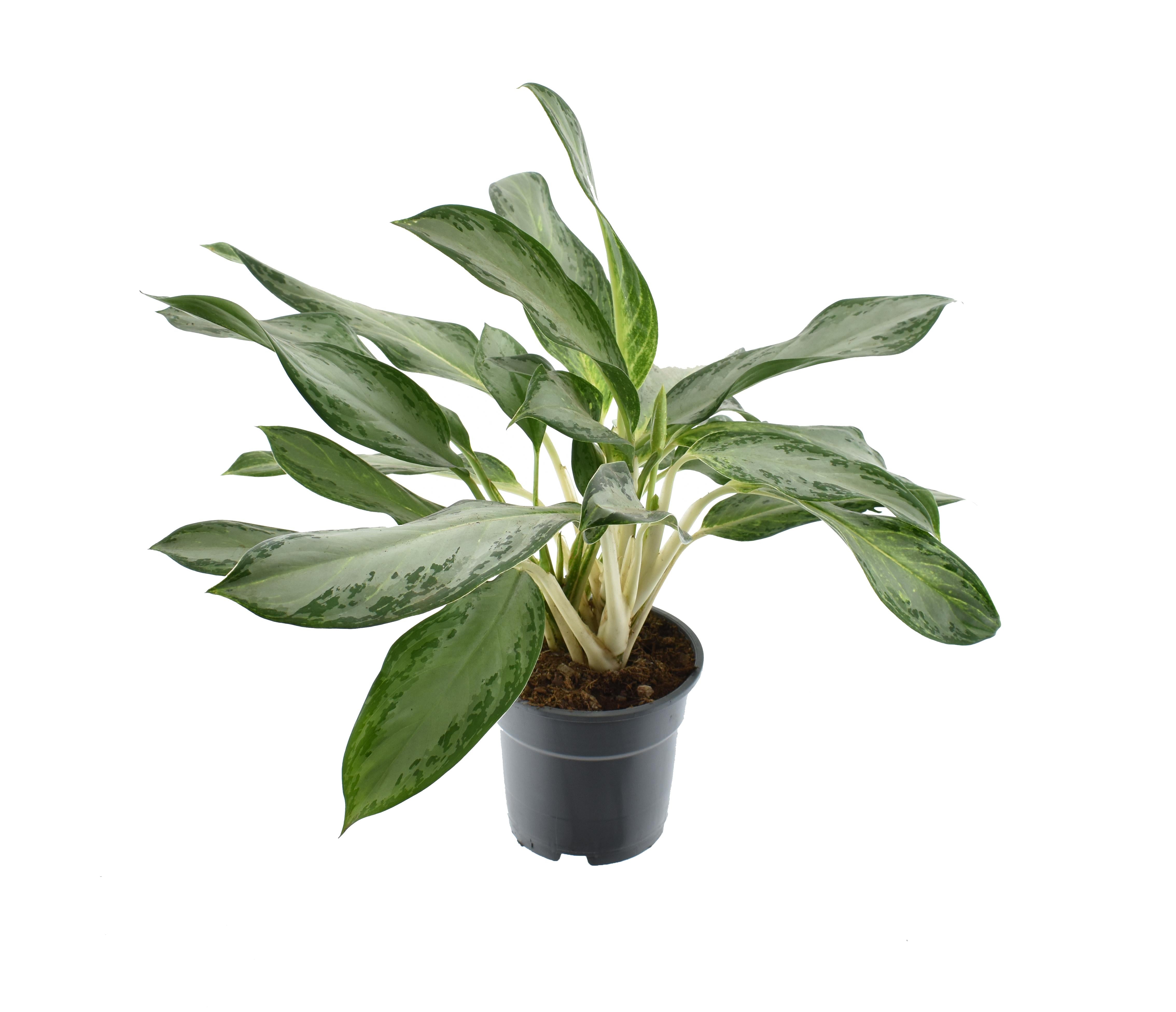 Aglaonema – Kolbenfaden - verschieden Farben - 40-80 cm