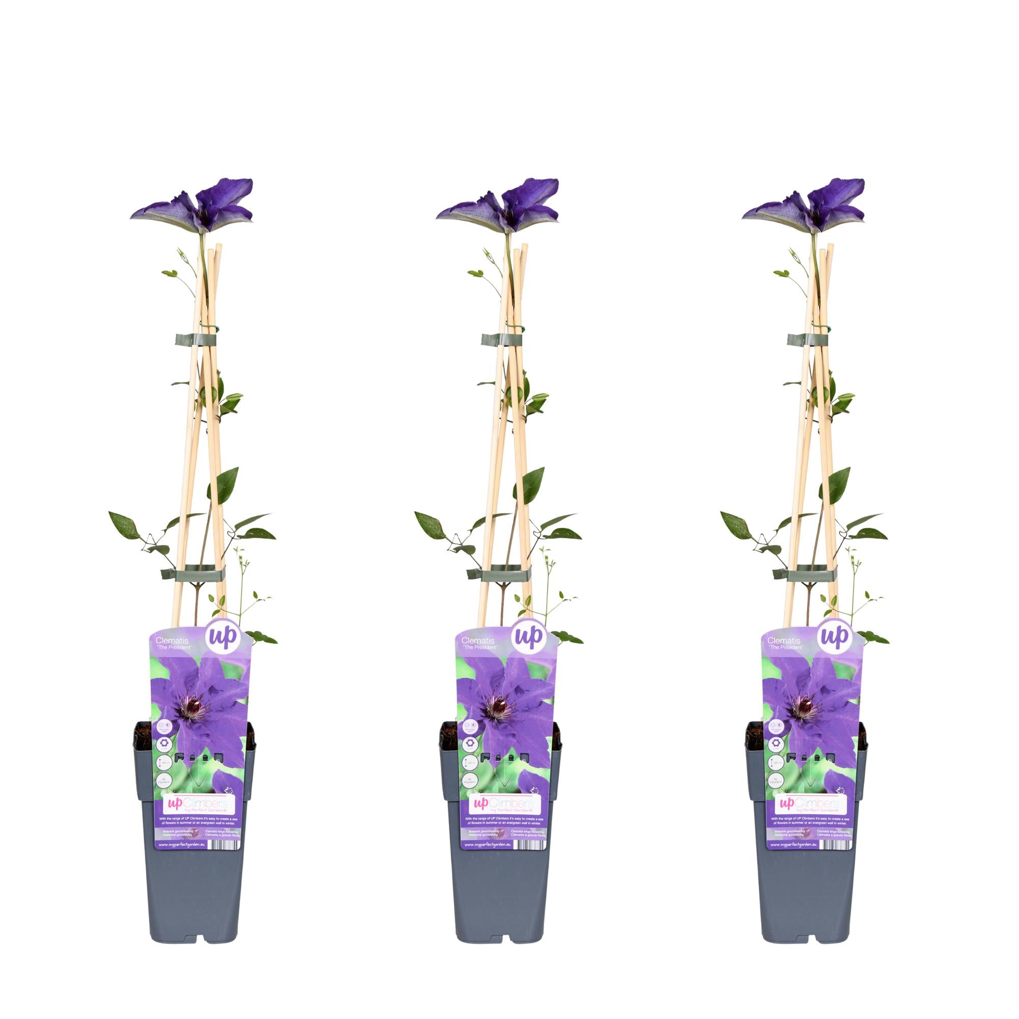 Clematis 'The President' – robust, purple flowering clematis, 15 cm pot, 65 cm tall