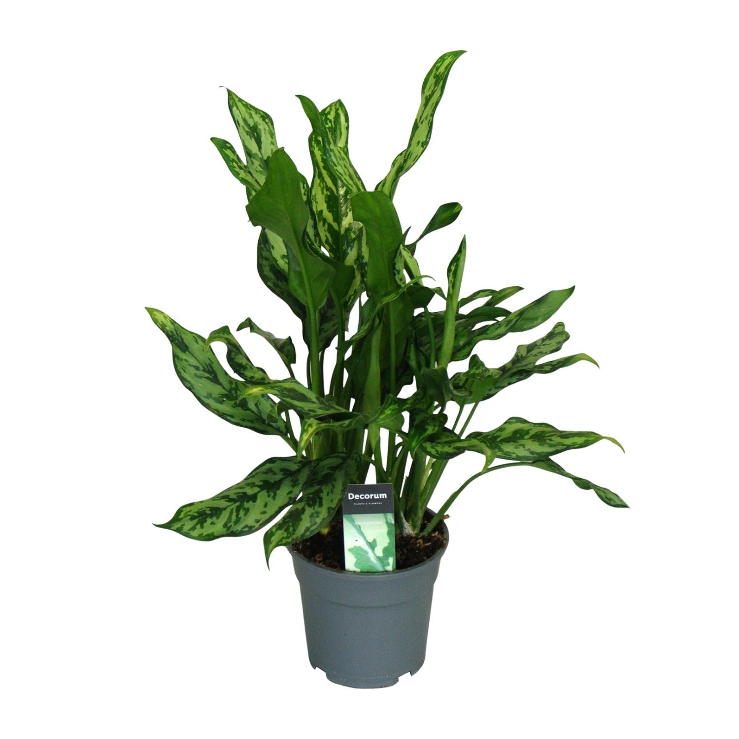 Aglaonema – Kolbenfaden - verschieden Farben - 40-80 cm