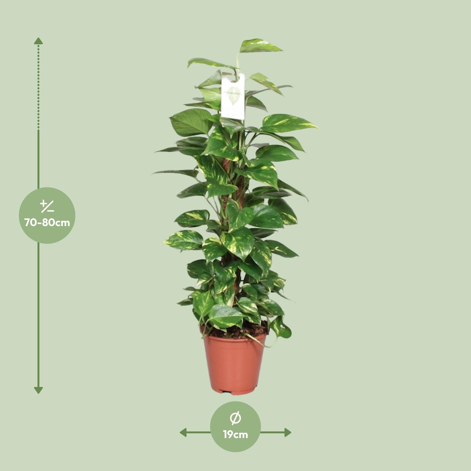 Epipremnum Pinnatum – Efeutute am Moosstab - 60-120 cm
