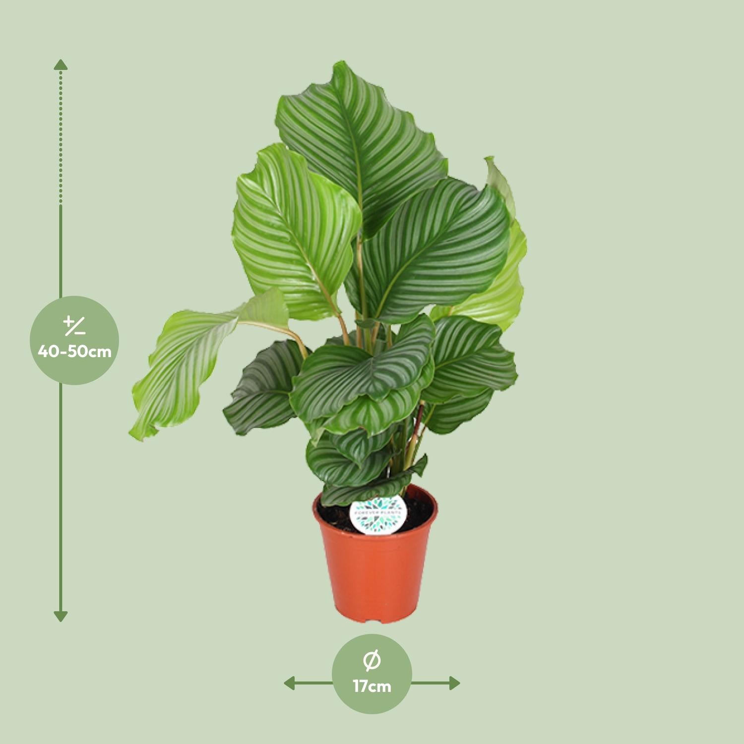 Calathea Orbifolia – Round-leaved Prayer Plant - 25-65cm