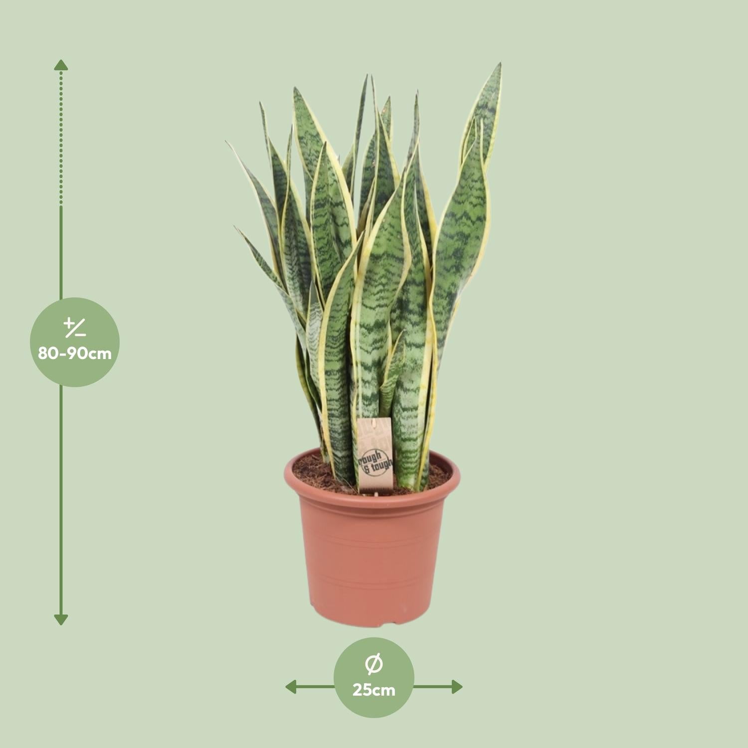 Sansevieria Trifasciata Laurentii – Bogenhanf - 40-84 cm