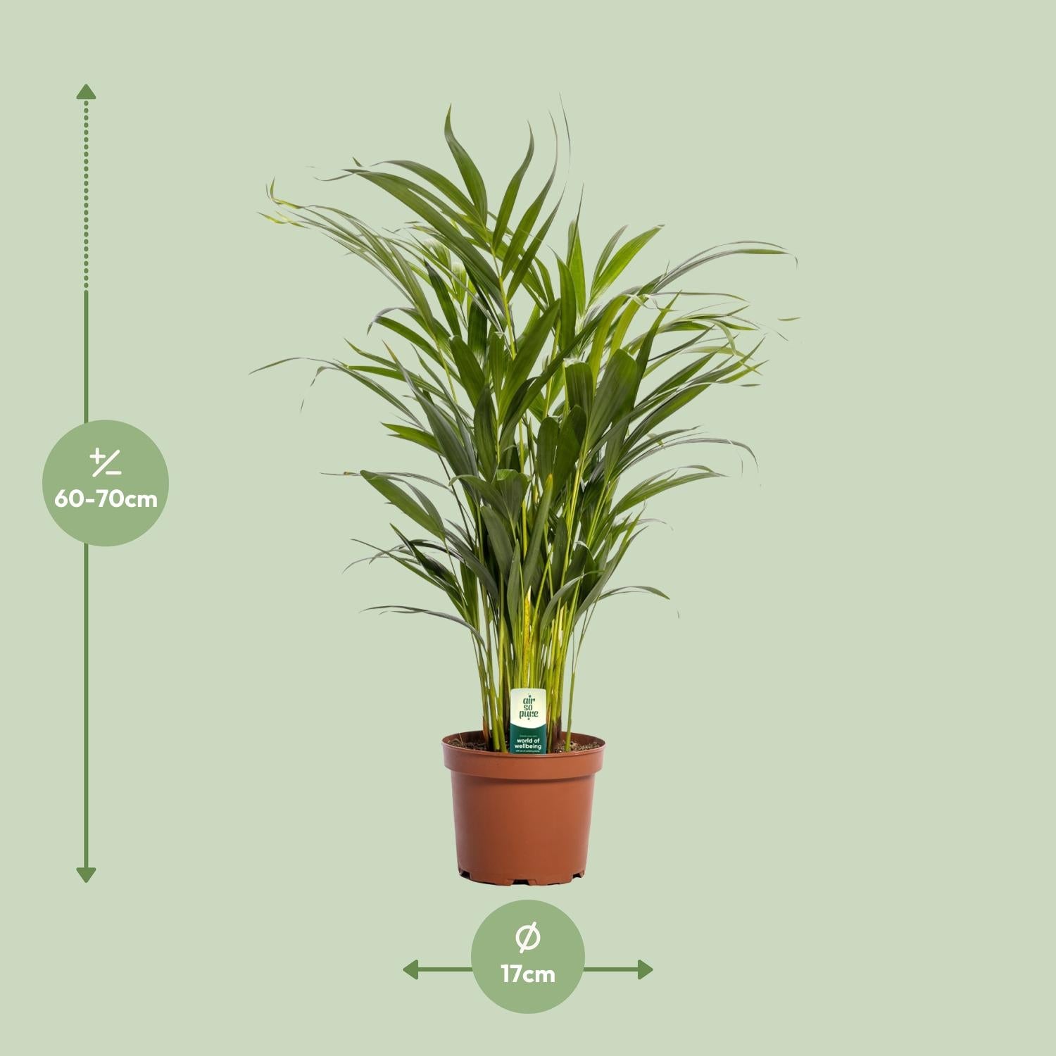 Dypsis Lutescens – Areca Palme - 40-125 cm