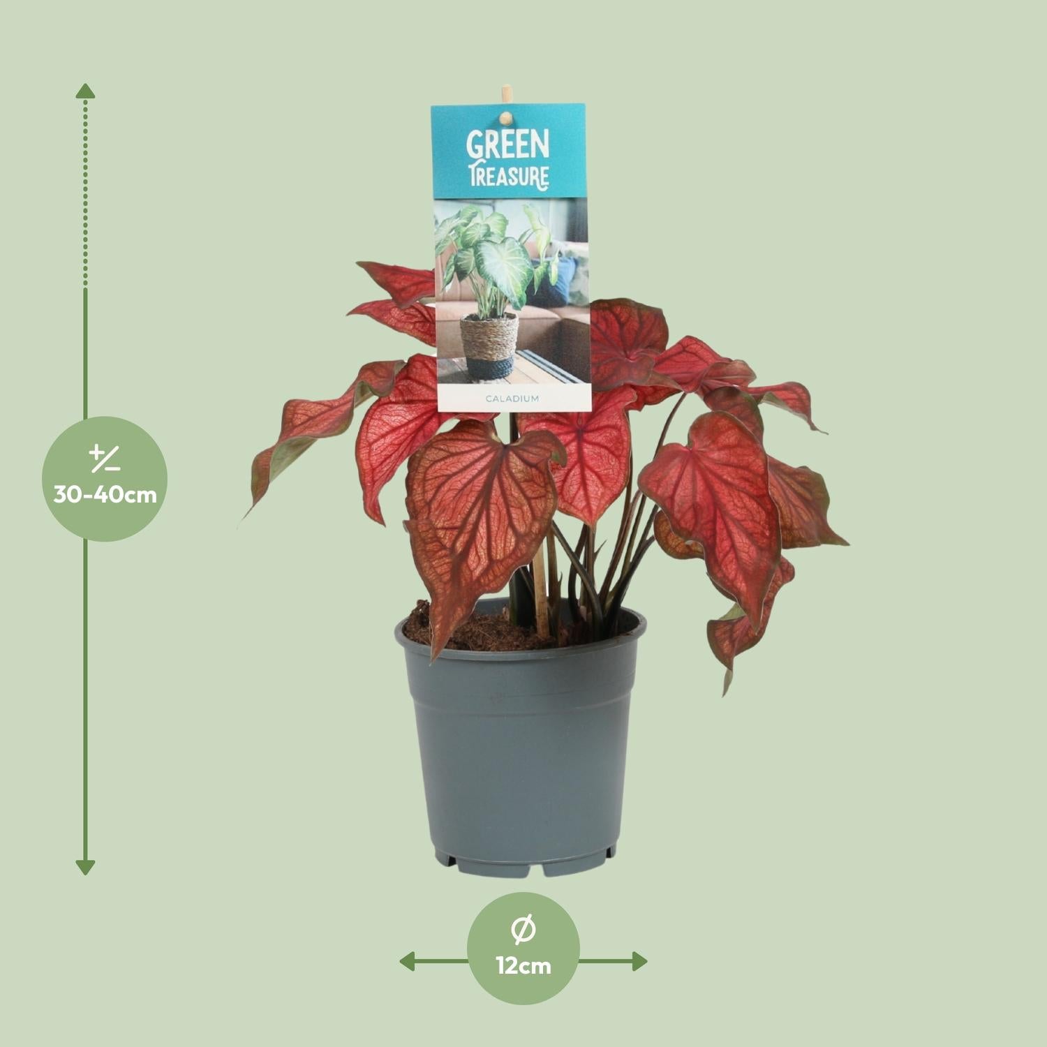 Caladium – Engelsflügel - 12cm  - verschiedene Farben