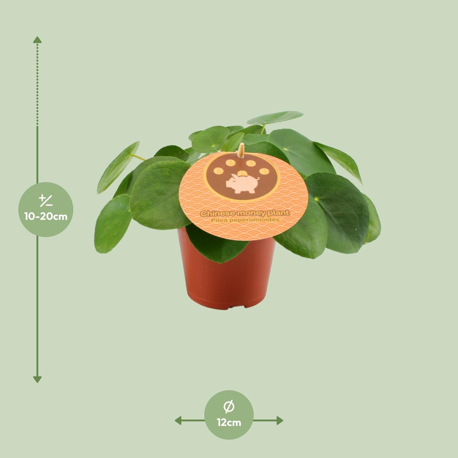 Pilea Peperomioides – Chinesischer Geldbaum - 15-30 cm