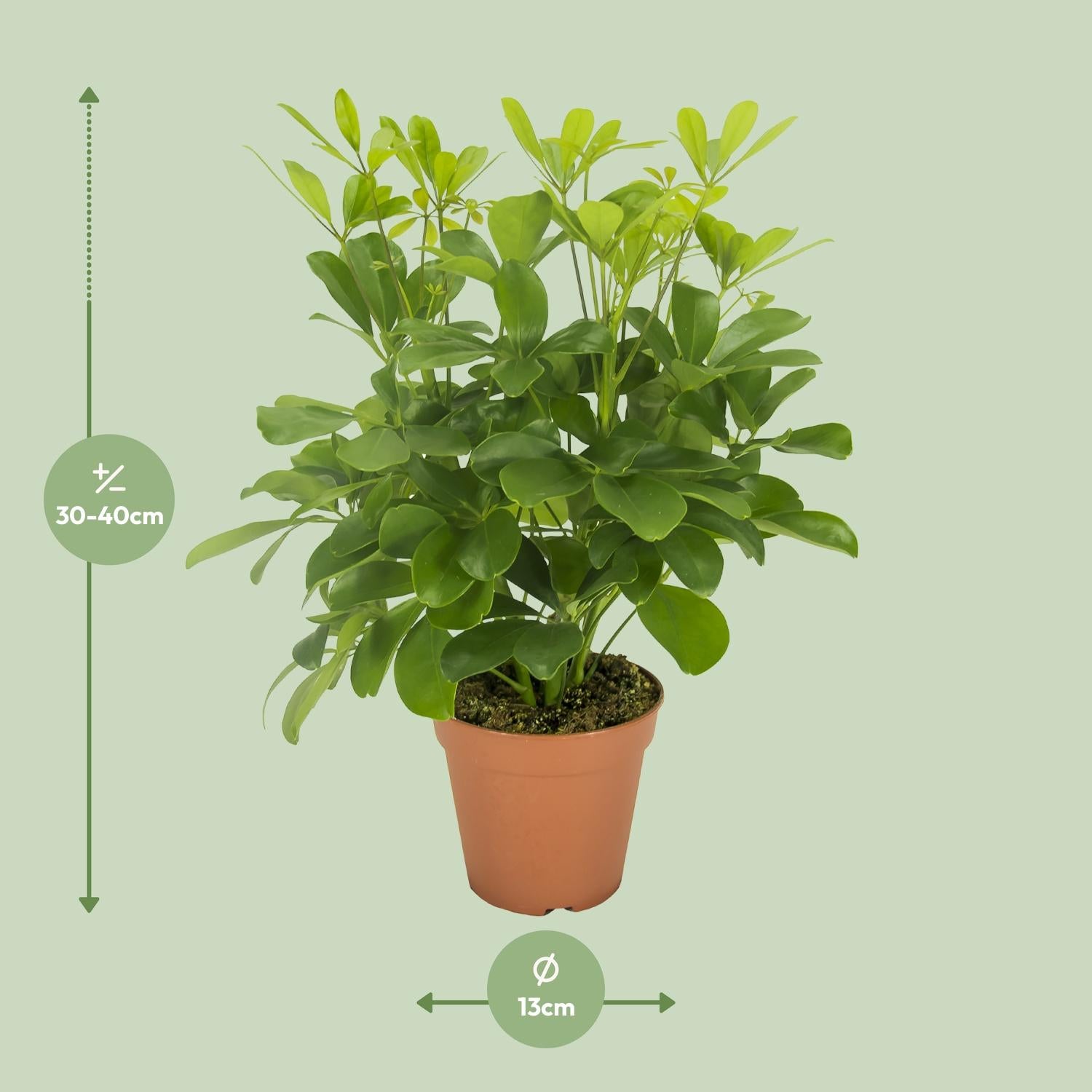 Schefflera Nora – Schirmbaum - 35-45 cm