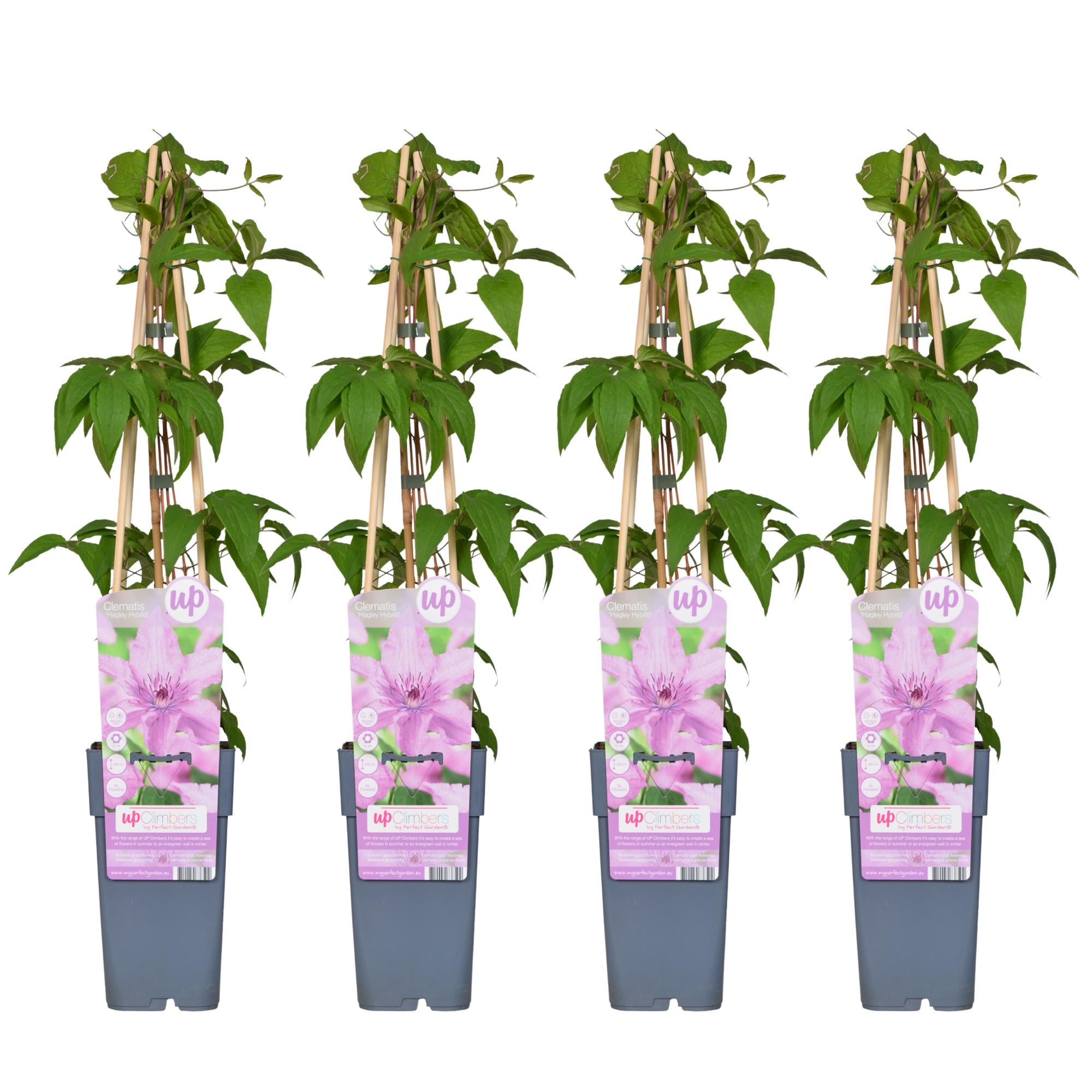 Clematis ‘Hagley Hybrid’ – großblütige Clematis in Rosa, 15 cm Topf, 65 cm hoch