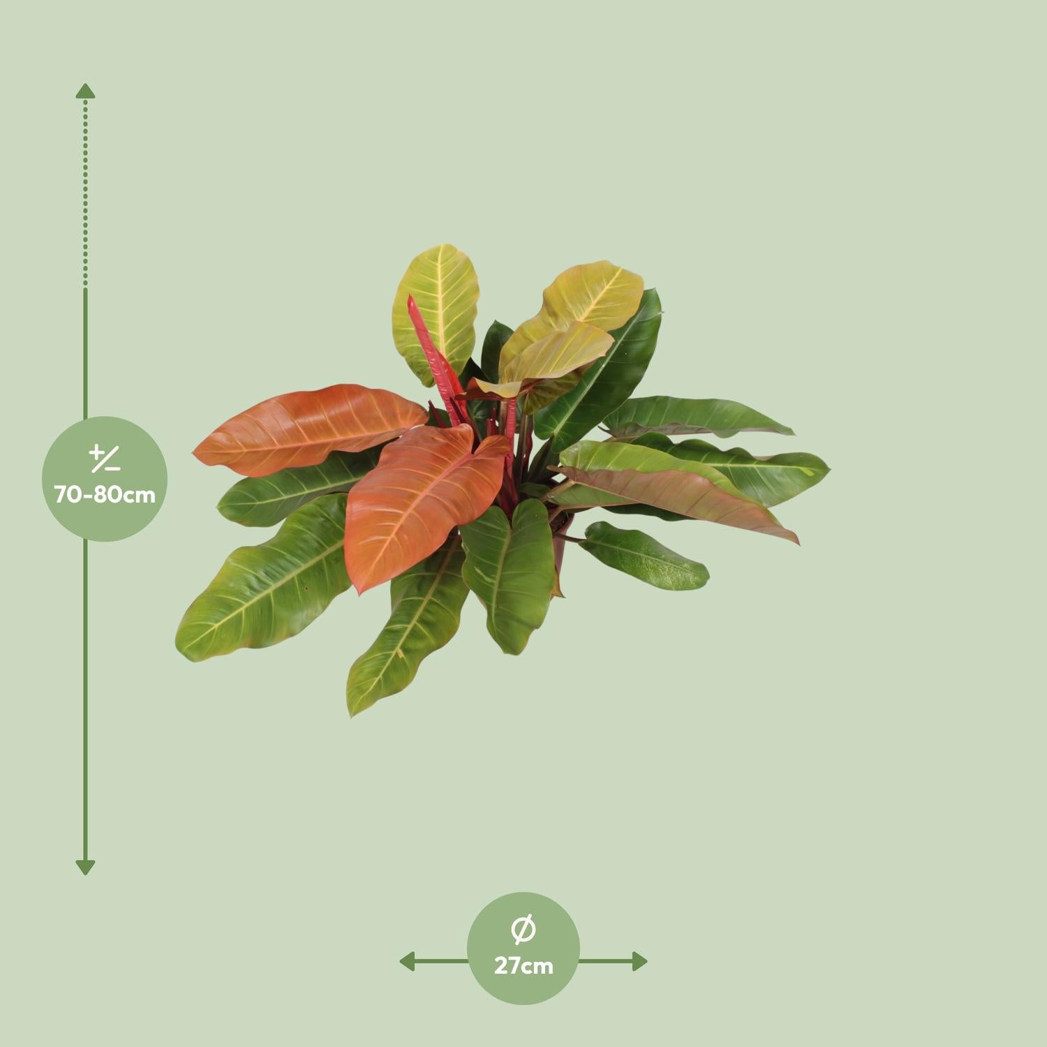Philodendron "Prince of Orange" – Orange-Philodendron - 45-75 cm