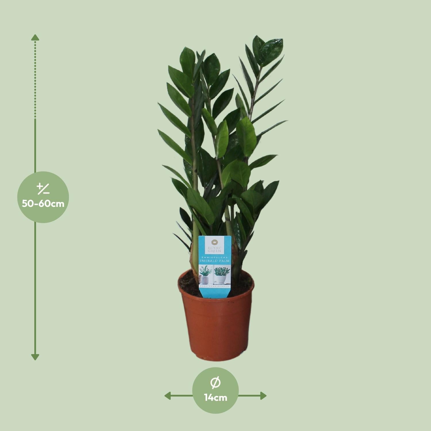 Zamioculcas Zamiifolia – Glücksfeder - 40-95 cm