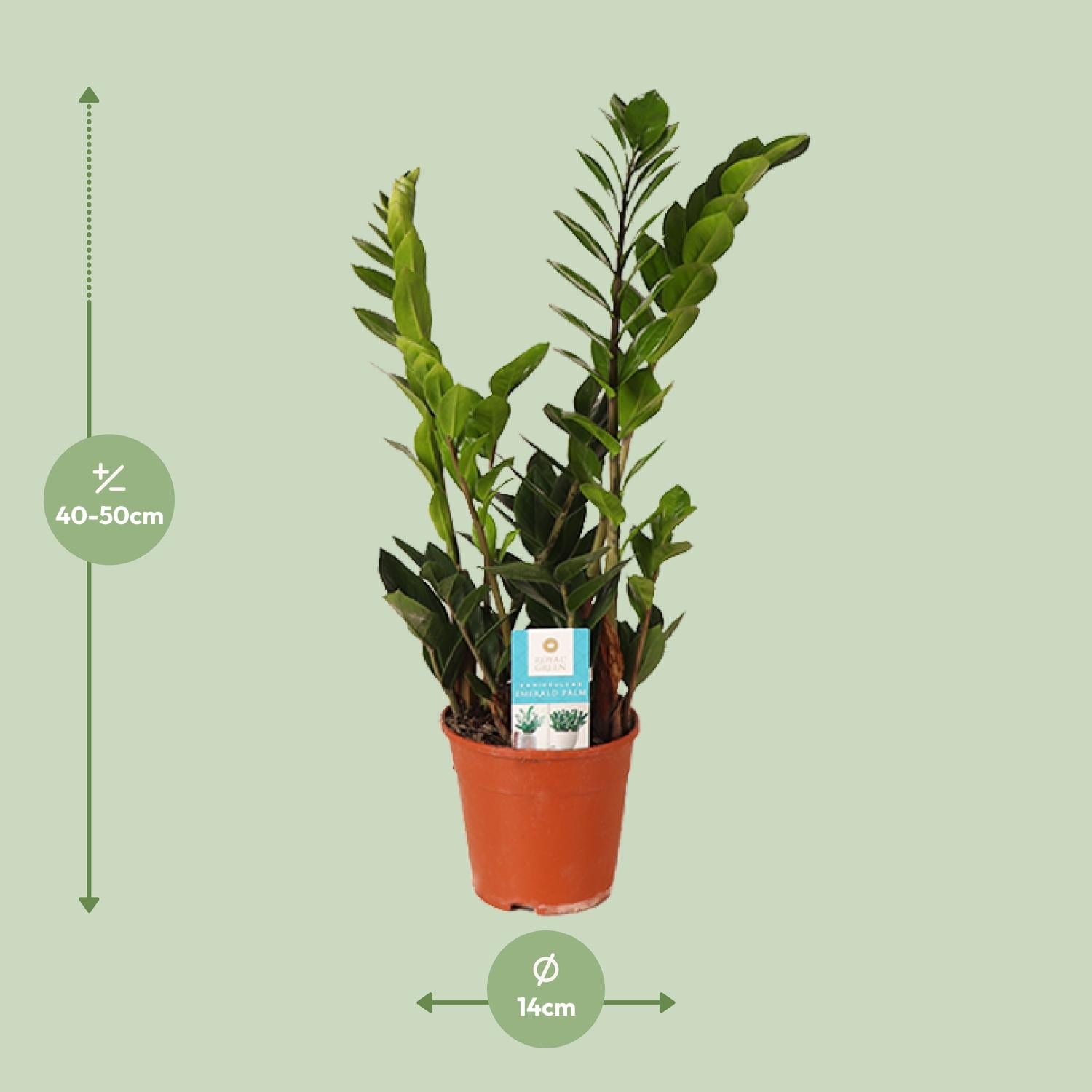 Zamioculcas Zamiifolia – Glücksfeder - 40-95 cm